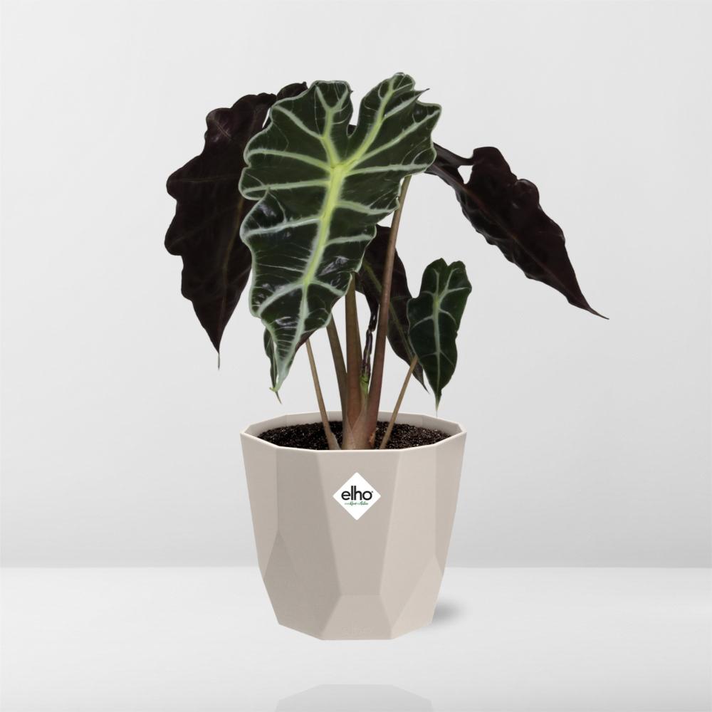 Alocasia 'Polly' in ELHO b.for rock 14 cm warm grey - Pflanzfix24