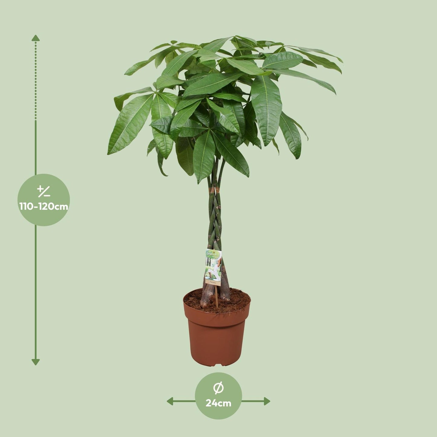 Pachira Aquatica Geldbaum Zimmerpflanze Ø24cm, 120cm hoch - Pflanzfix24.de - Pflanzfix24.de