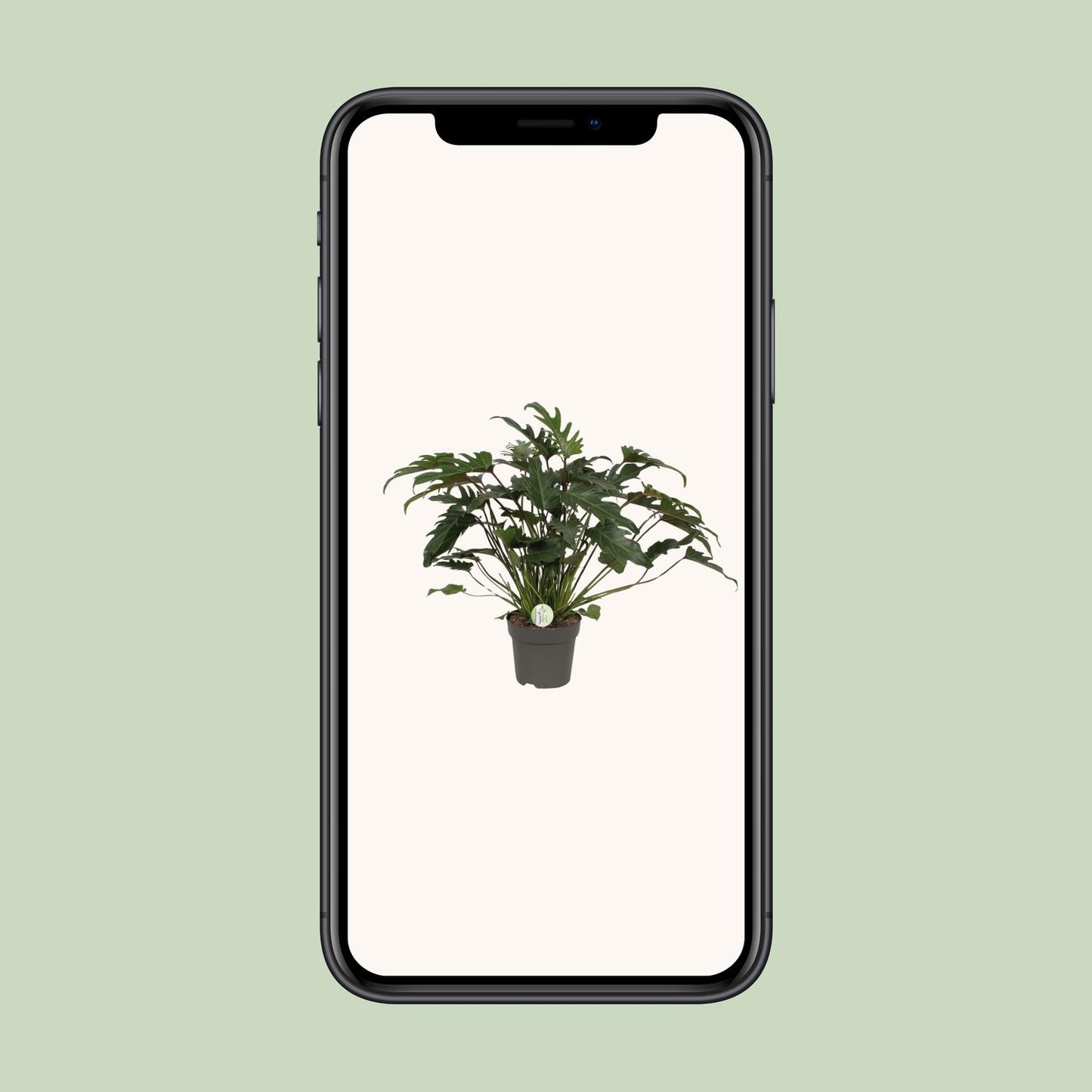 Philodendron Xanadu Ø21cm – Üppige Zimmerpflanze | Pflanzfix24.de - Pflanzfix24.de
