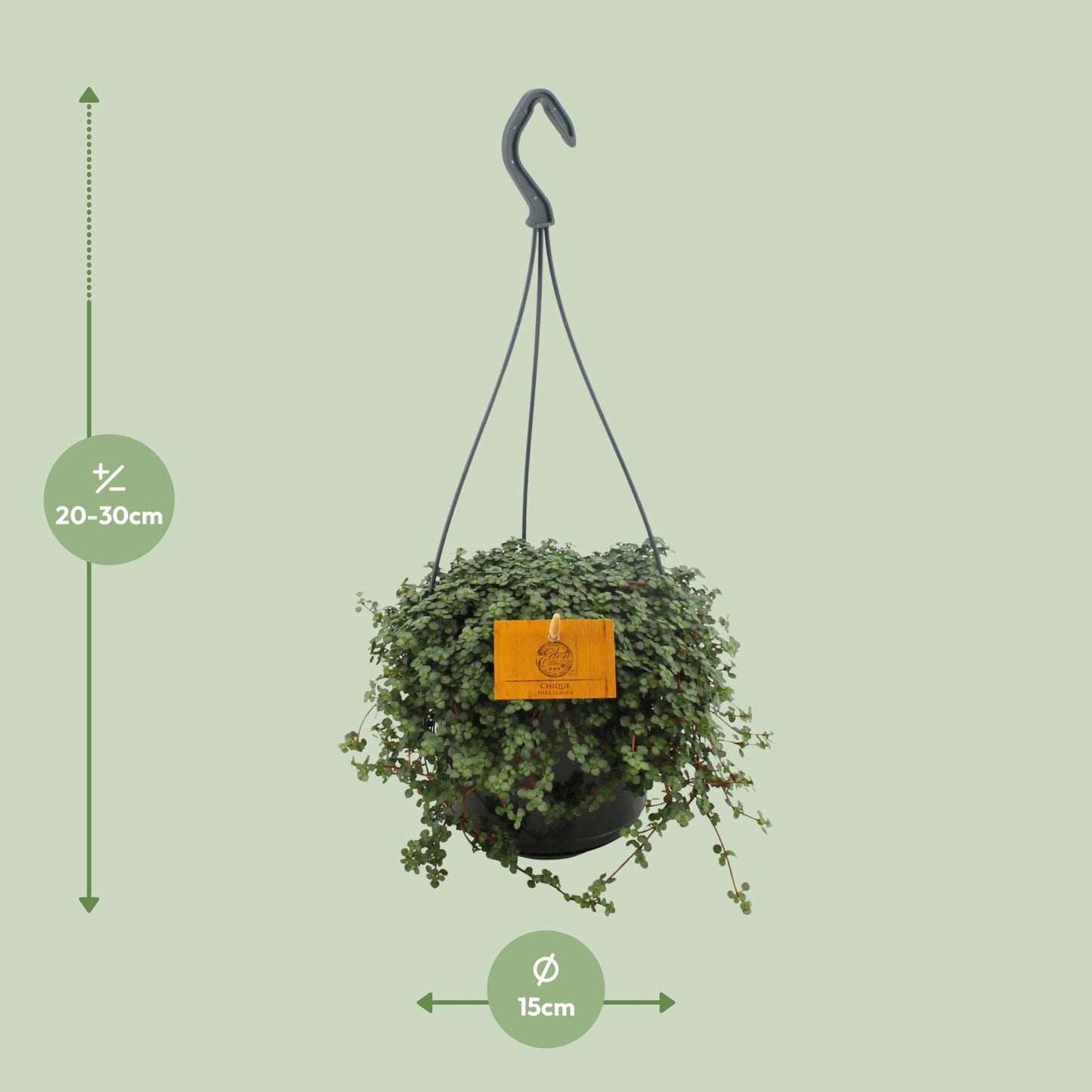 Pilea Glauca 15cm HP - Ø15cm - ↕25cm bei Pflanzfix24