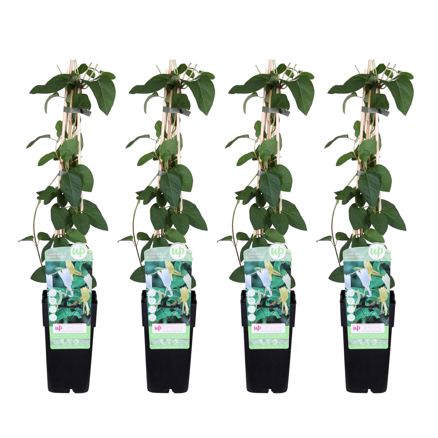 4x - Lonicera japonica 'Halliana' - ↨65cm - Ø15 - Pflanzfix24.de - Pflanzfix24.de