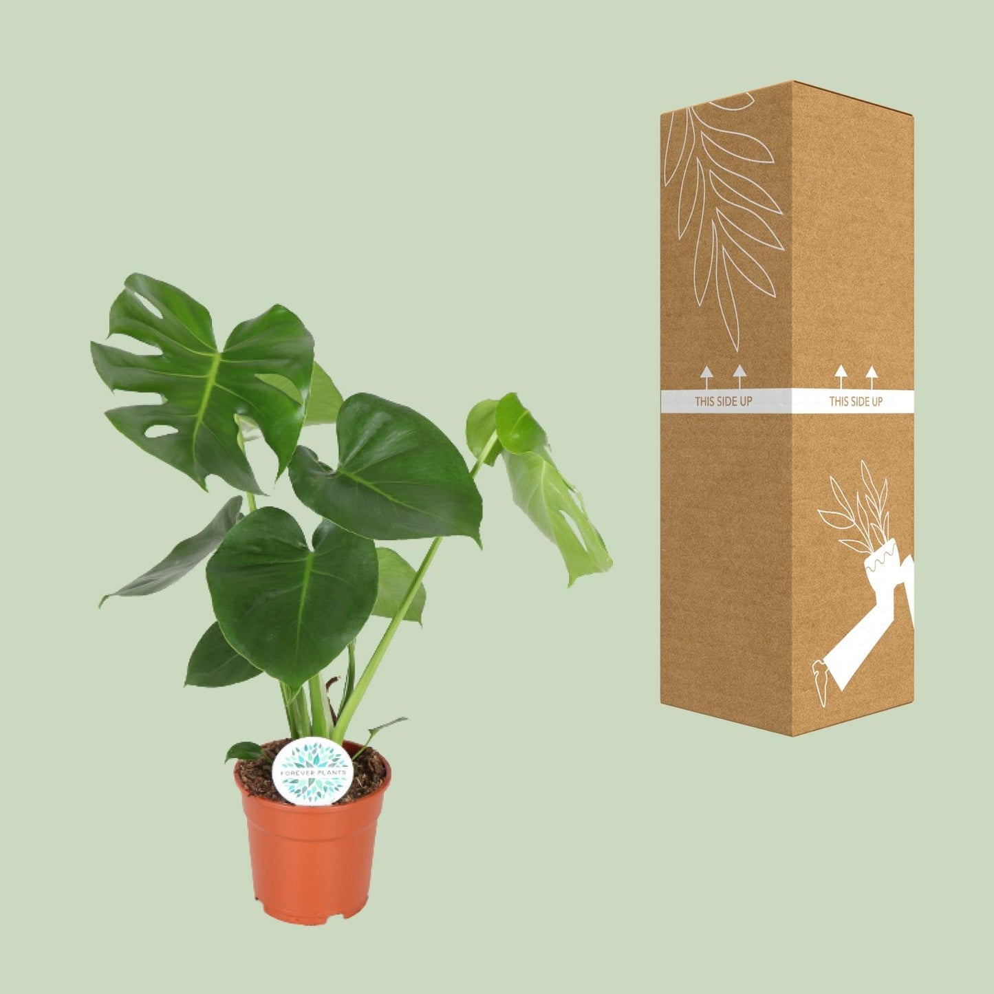 Monstera Deliciosa - Ø17cm - ↕55cm - Pflanzfix24.de - Pflanzfix24.de