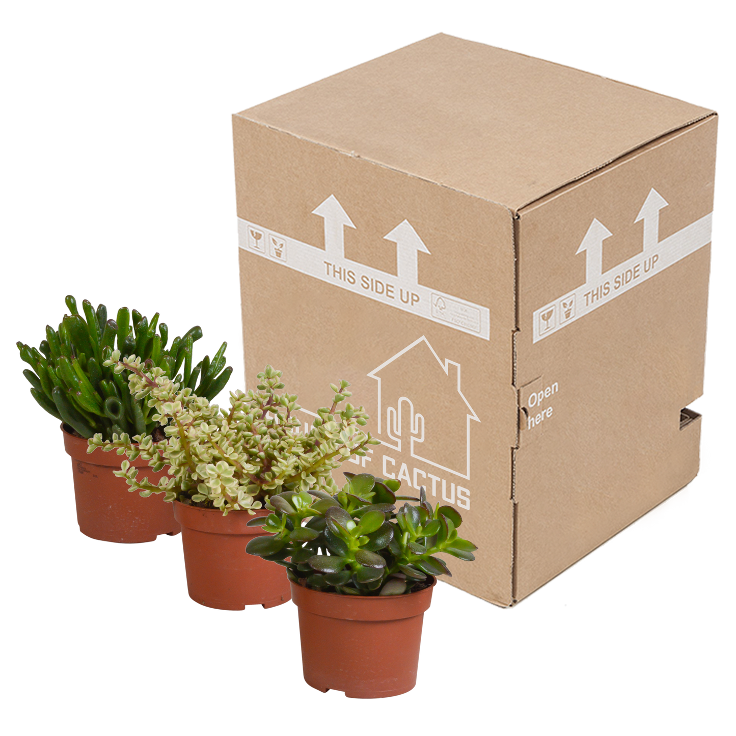 Crassula-Mischung 10,5 cm - 3x - zonder pot - Pflanzfix24.de - Pflanzfix24.de