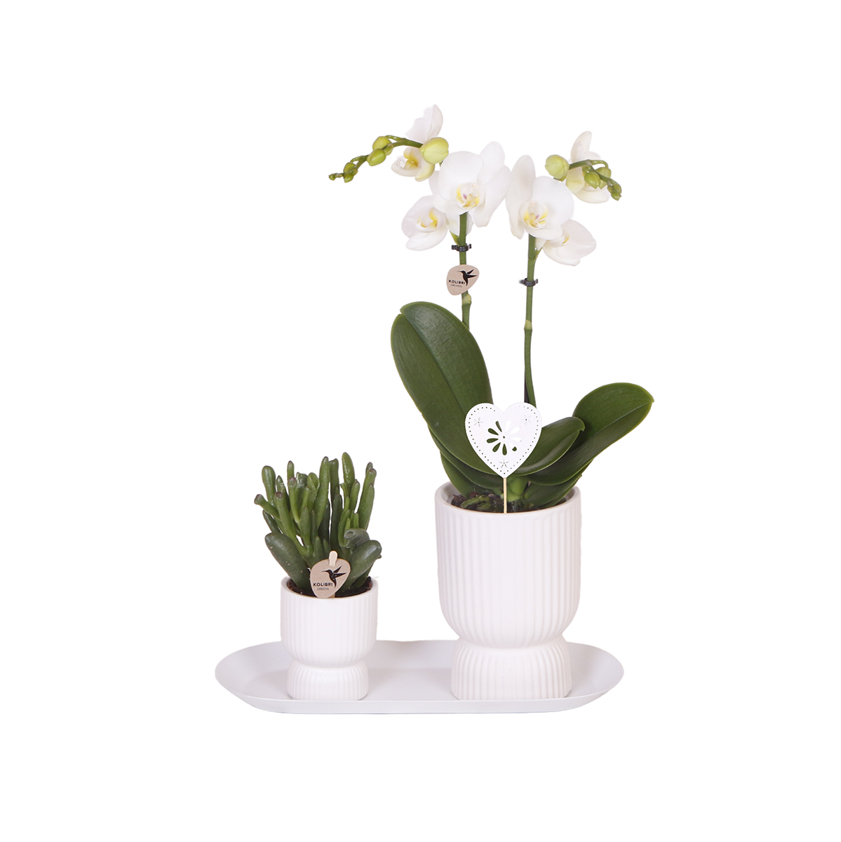Pflanzenset Liebe Weiß mit Phalaenopsis & Grünpflanze | Pflanzfix24.de - Pflanzfix24.de
