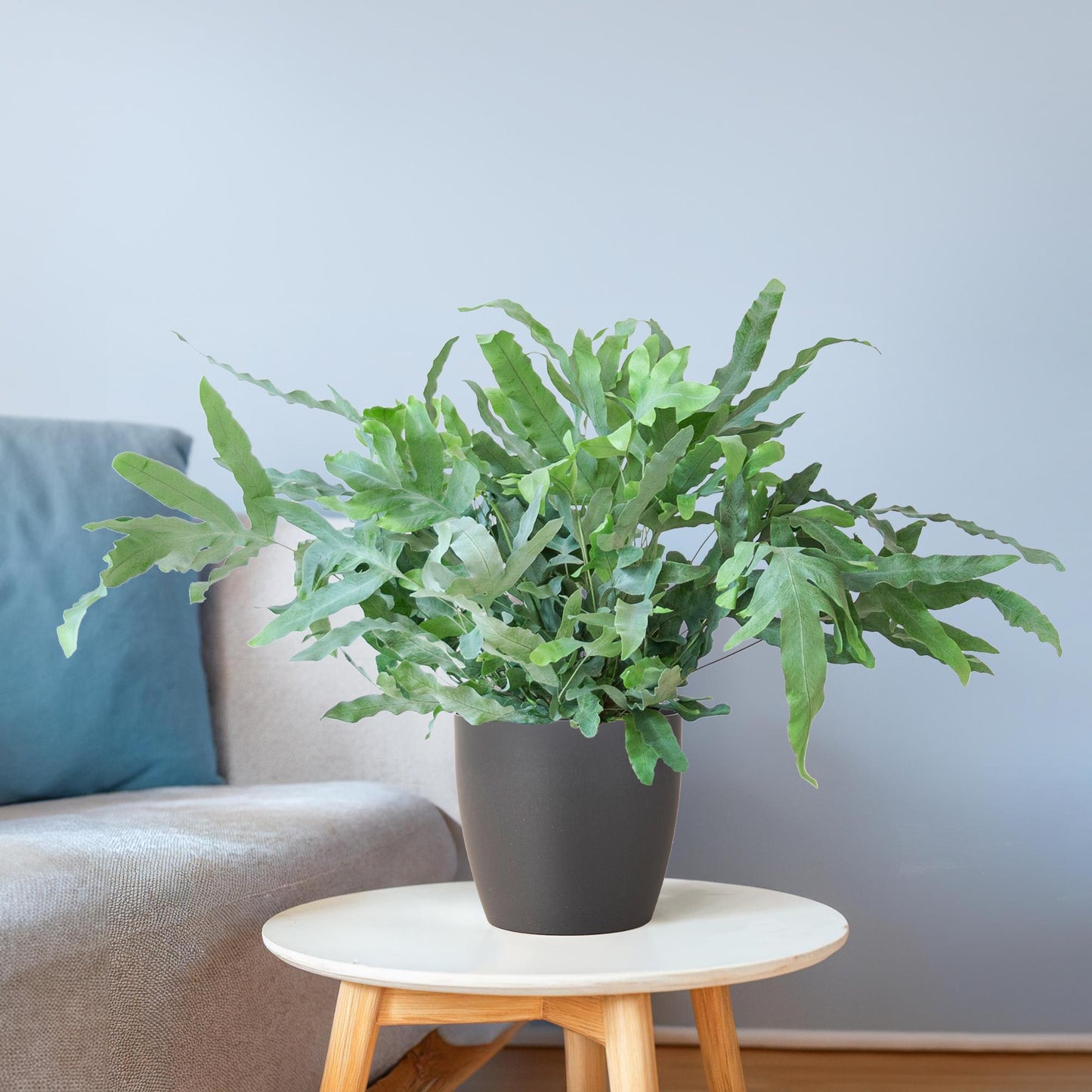 Phlebodium Aureum 'Blue Star' - 40cm - Ø17 - Pflanzfix24