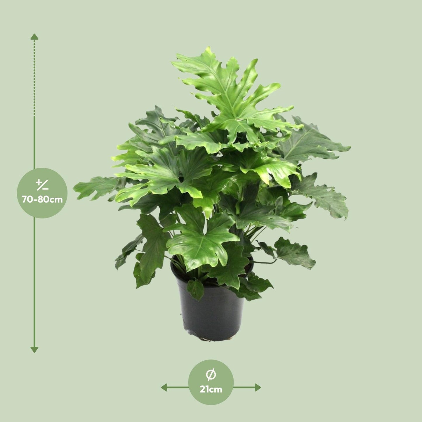 Philodendron Xanadu - Ø21cm - ↕80cm von Pflanzfix24