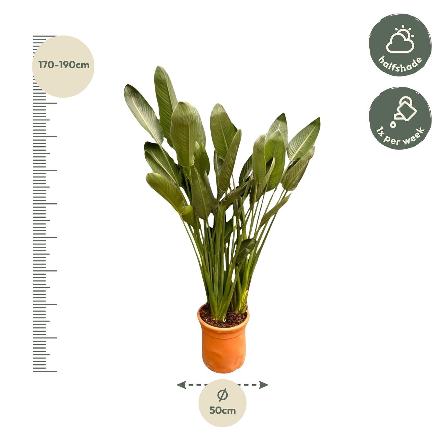 Strelitzia Reginae XXL 200cm ø50 – Paradiesvogel Pflanze – Pflanzfix24.de - Pflanzfix24.de