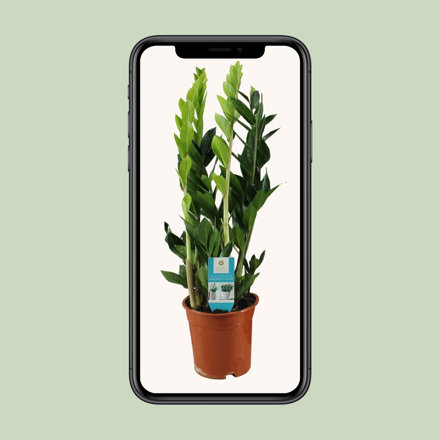 Zamioculcas Zamiifolia Ø17cm | Pflegeleicht | Pflanzfix24