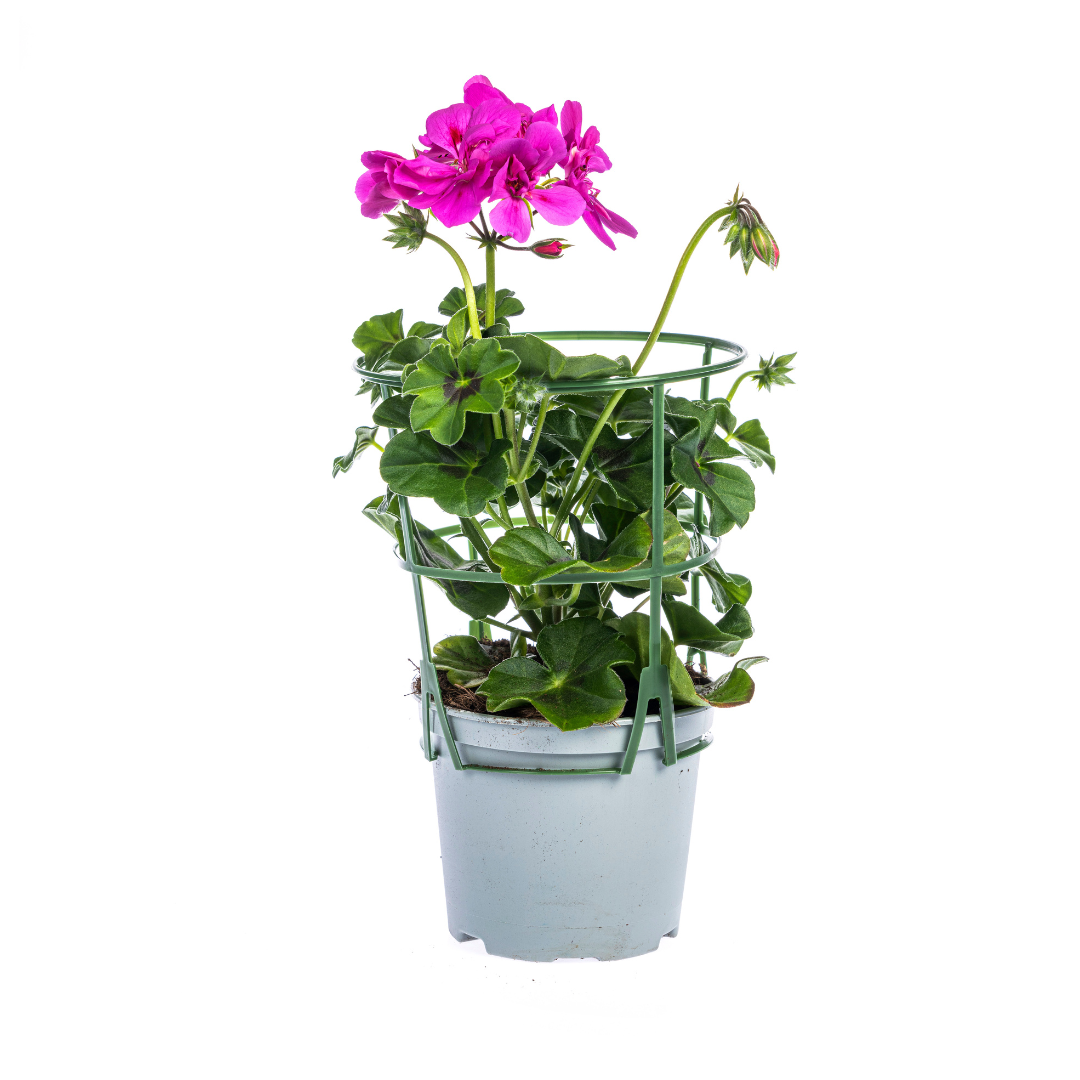 8x Pelargonium peltatum Mix Ø12 cm - ↕20 cm - Pflanzfix24