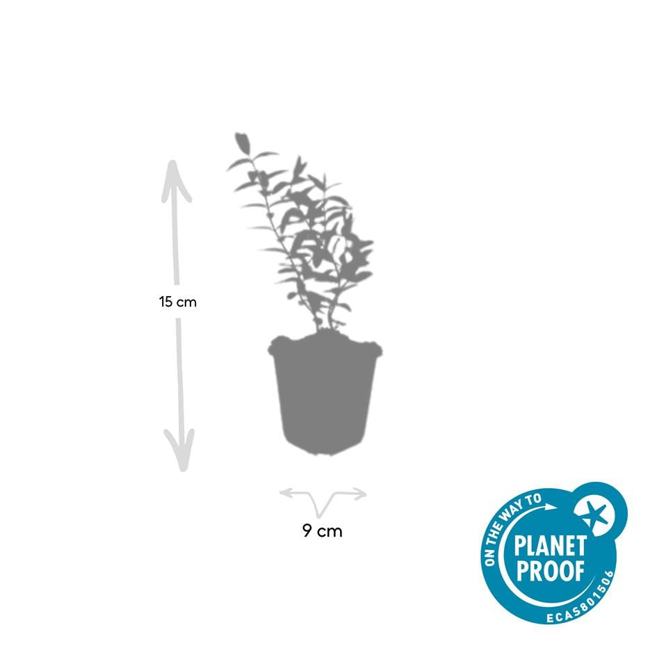 12x Hypericum ‘Hidcote’ Ø9cm | Johanniskraut gelbblühend | Pflanzfix24.de - Pflanzfix24.de