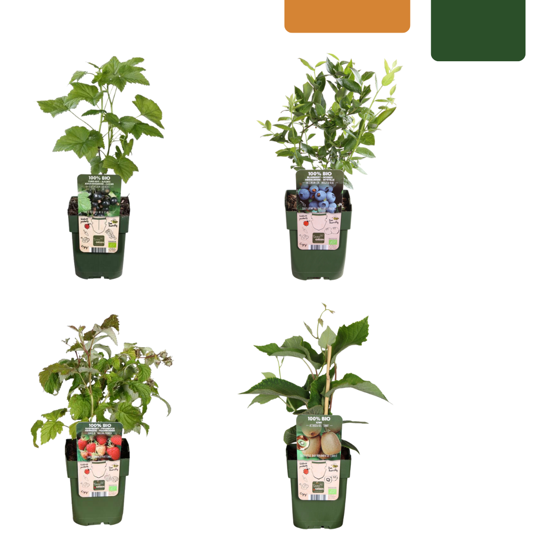 Sommerfrüchte Mix Set BIO – 4 Obstpflanzen | Pflanzfix24.de - Pflanzfix24.de