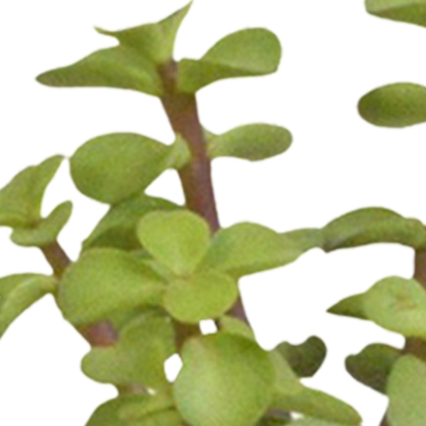 Cactus en vetplanten Mischung 5,5 cm | 15 stück - in witte pot - Pflanzfix24.de - Pflanzfix24.de