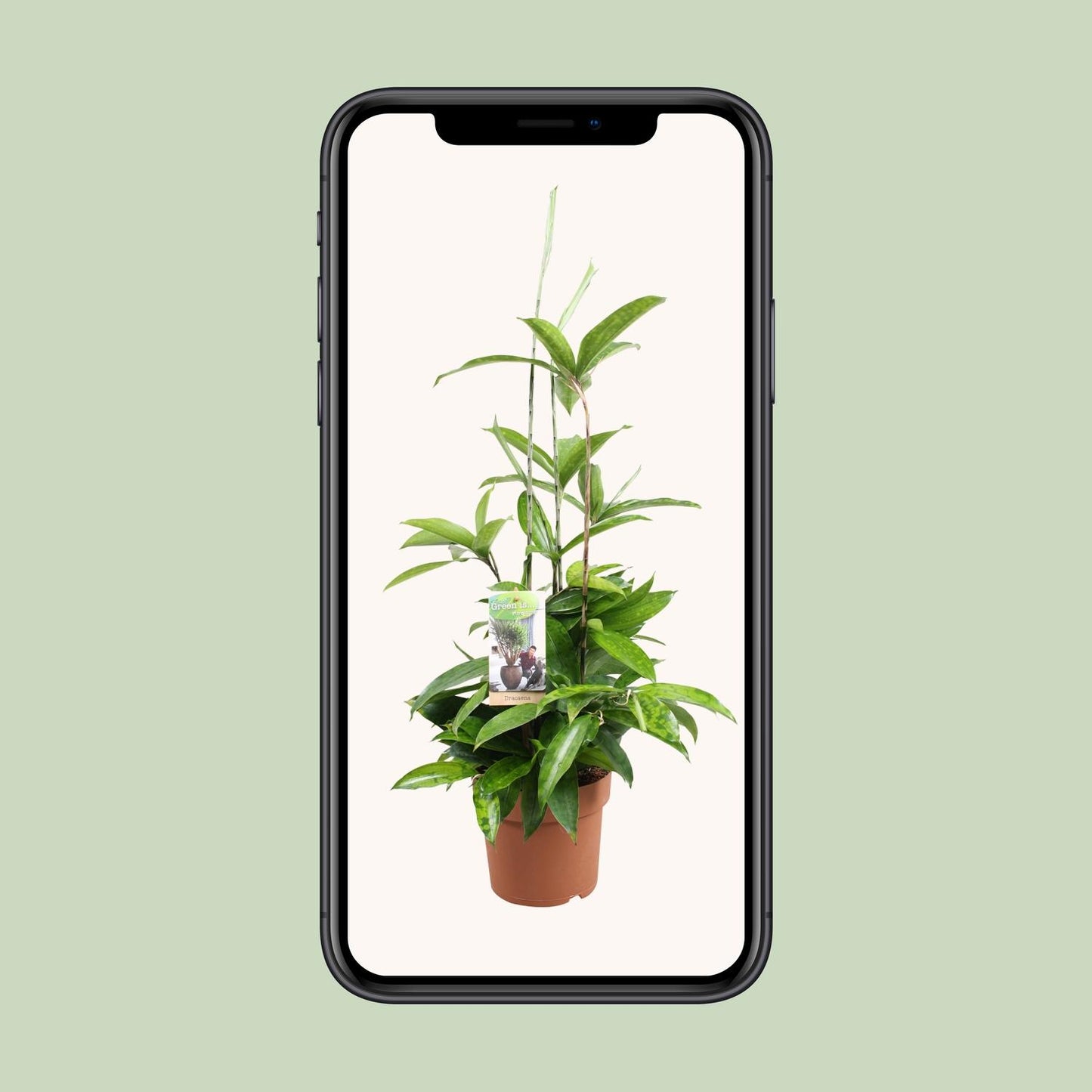 Dracaena Surculosa - Ø17cm - ↕55cm - Pflanzfix24.de - Pflanzfix24.de