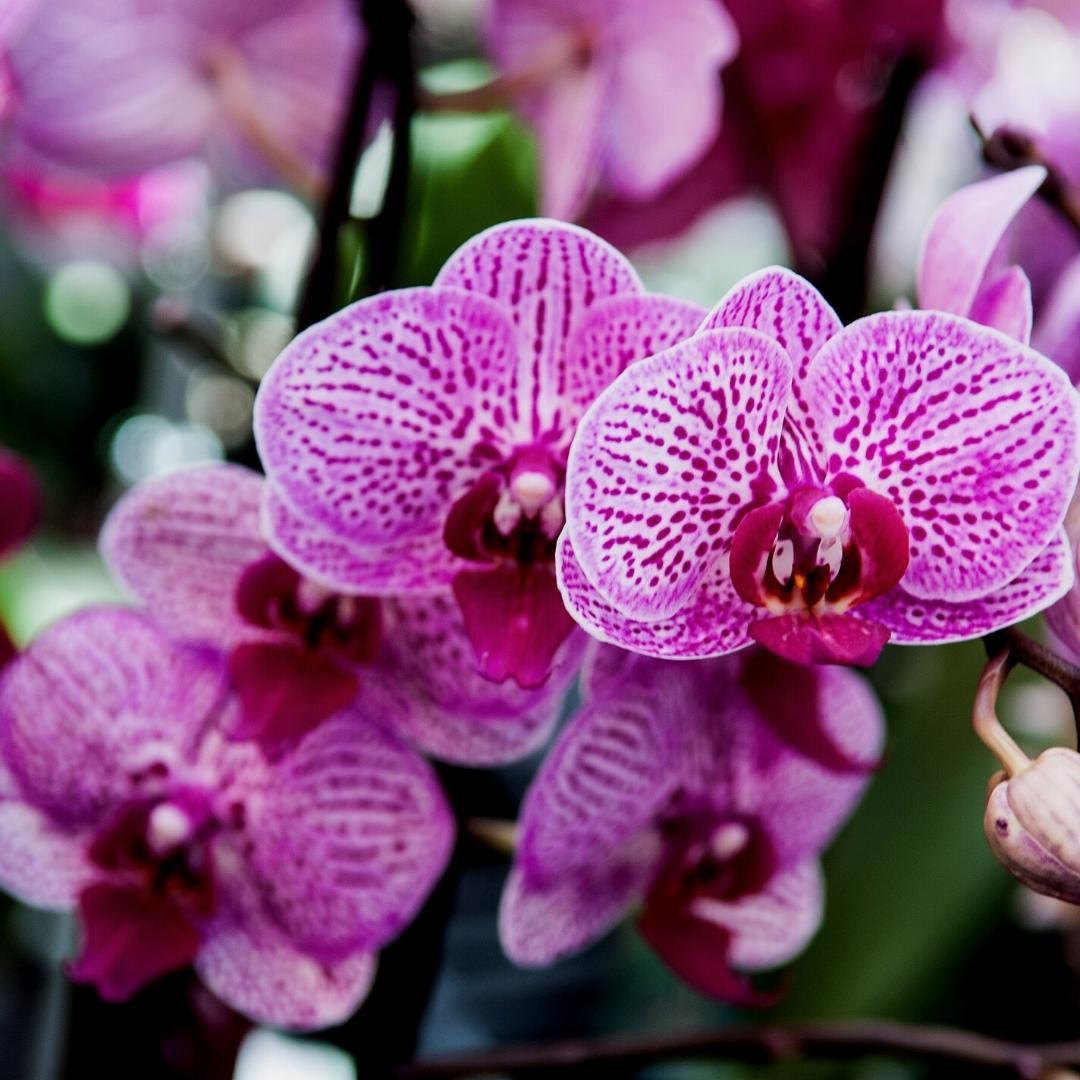 Culvita - Orchideenerde 5 Liter - Pflanzfix24.de - Pflanzfix24.de
