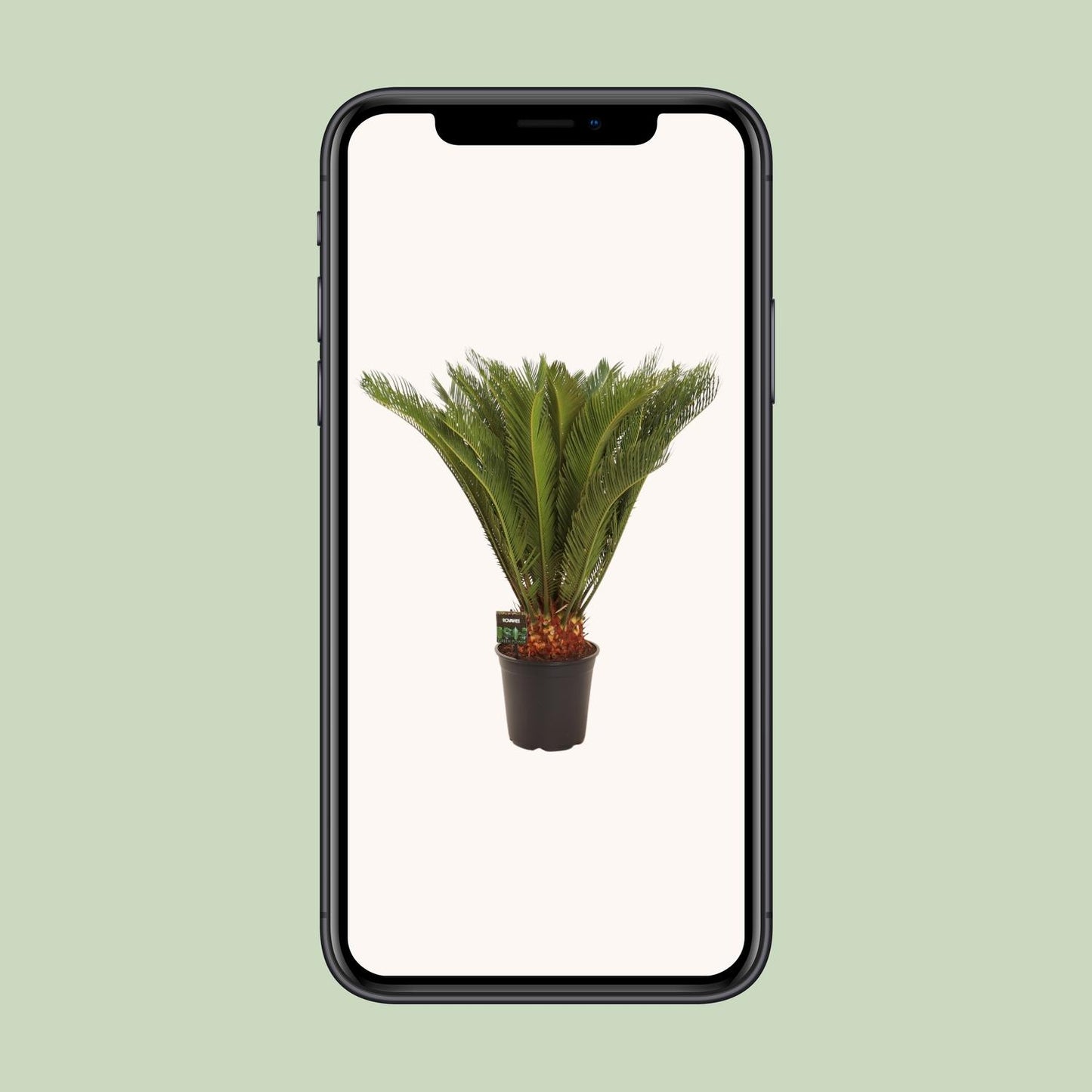 Cycas Revoluta - Ø24 ↕90 von Pflanzfix24