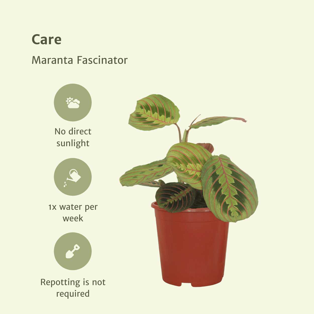 Maranta Fascinator 2er-Set Ø12cm | Pflanzfix24.de - Pflanzfix24.de