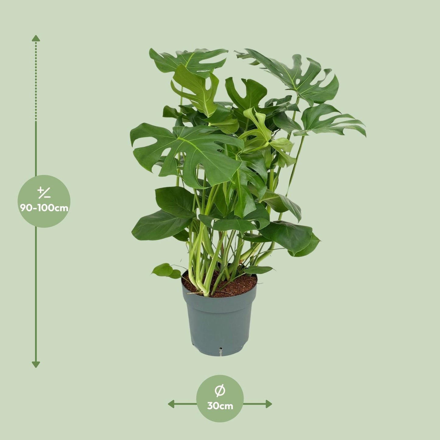 Monstera Deliciosa - Ø30cm - ↕100cm - Pflanzfix24