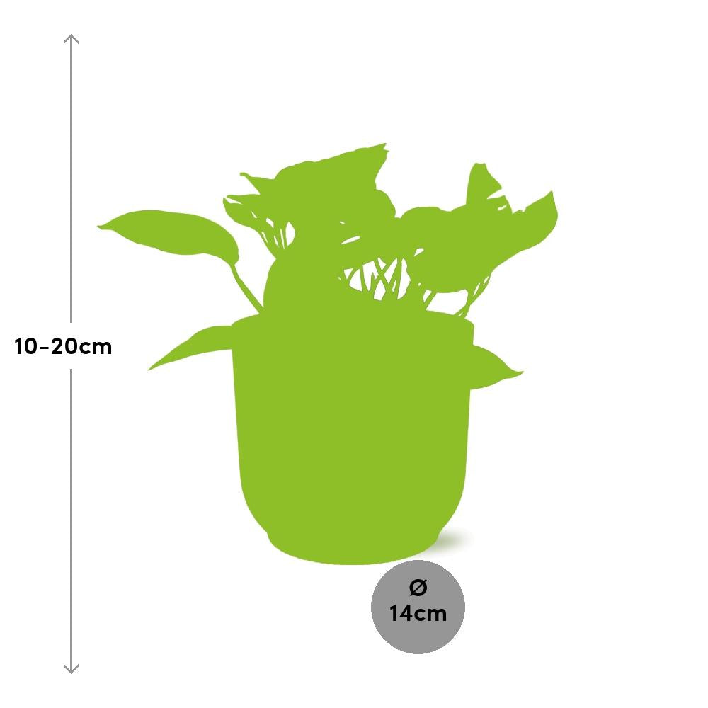 Scindapsus Marble Queen 14cm ELHO Vibes Fold - Pflanzfix24