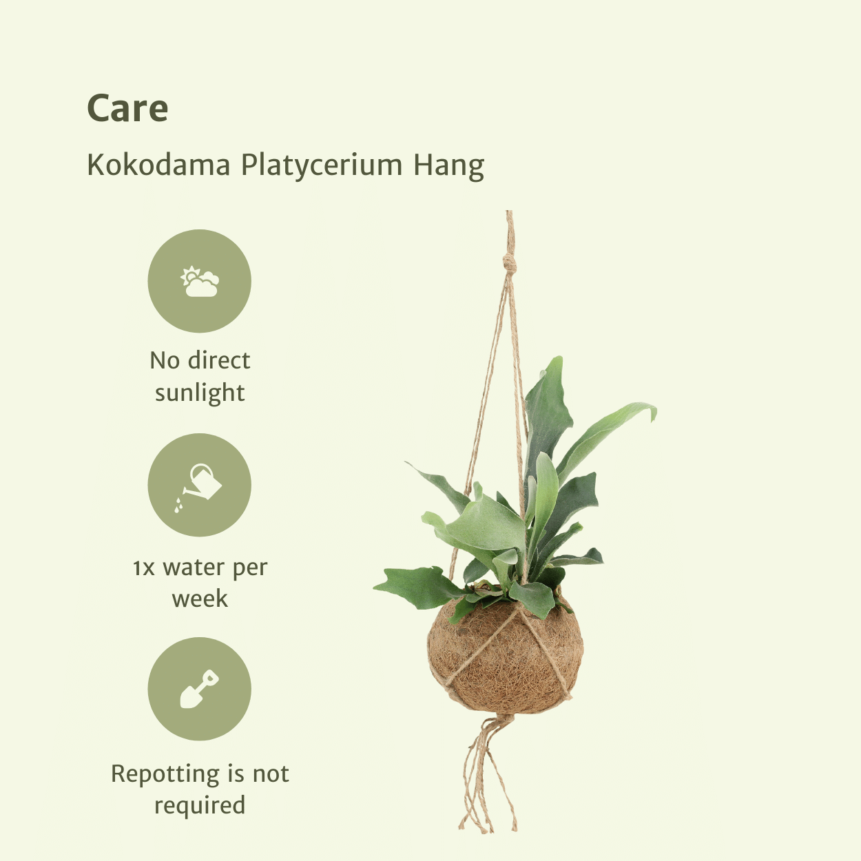 2x Kokodama Platycerium Hang - Hirschhornfarn - 35cm - ø15 - Pflanzfix24