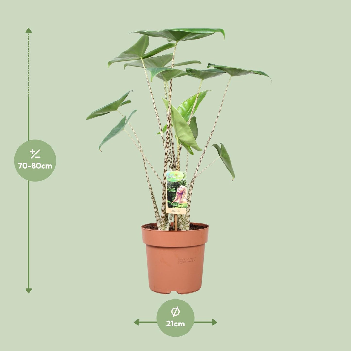 Alocasia Zebrina - Ø21cm - ↕80cm bei Pflanzfix24