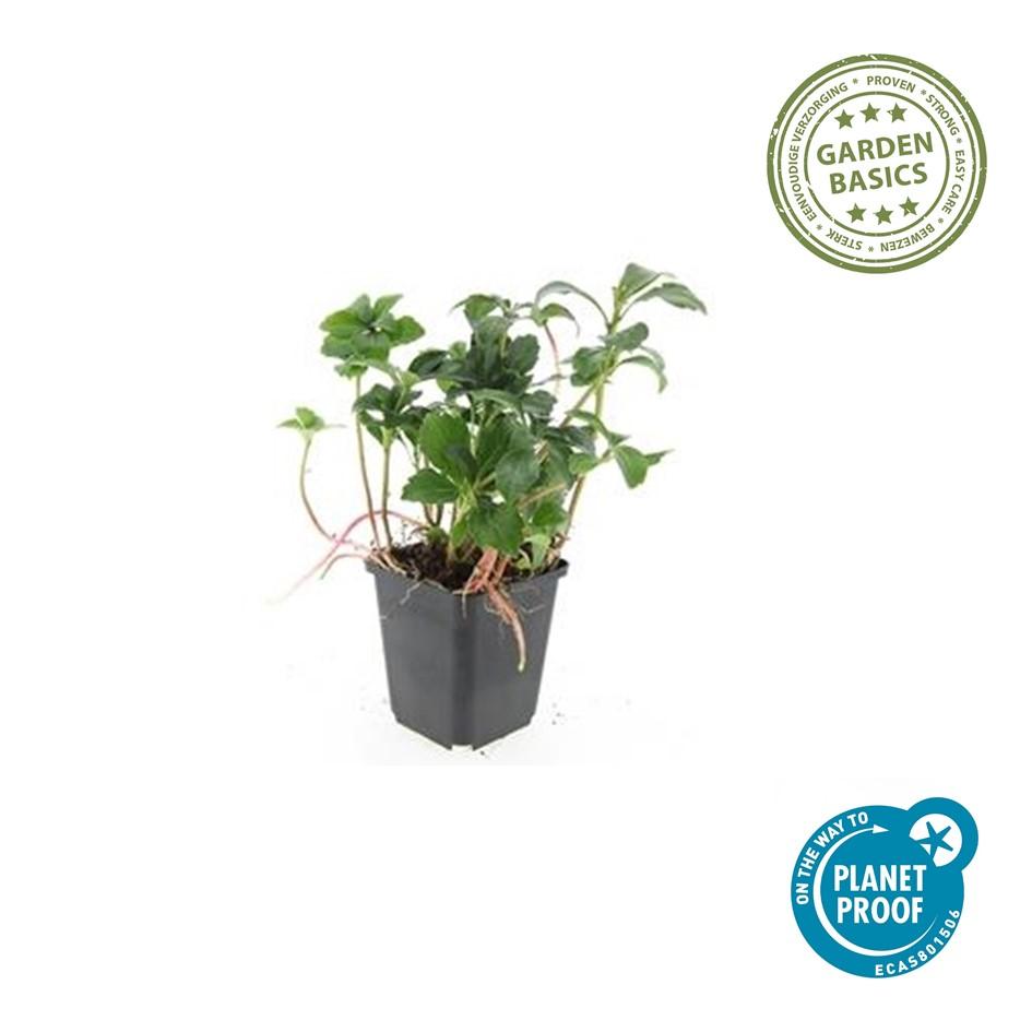 12x Pachysandra 'Green Sheen' – immergrüner Bodendecker | Pflanzfix24.de - Pflanzfix24.de