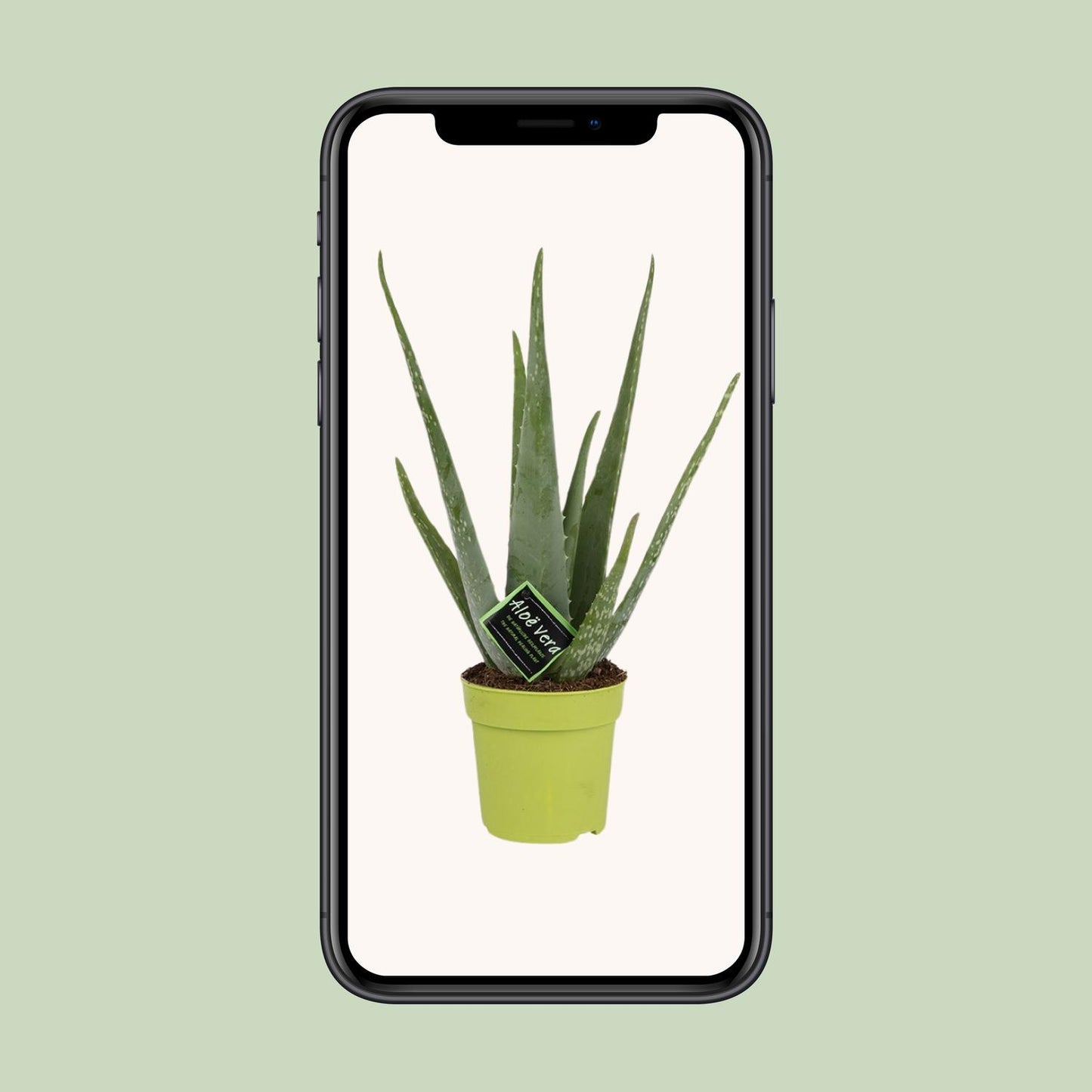 Aloe Vera - Ø12cm - ↕45cm - Pflanzfix24.de - Pflanzfix24.de