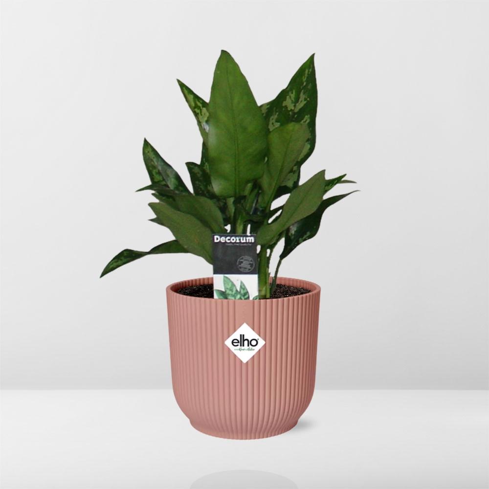 Aglaonema Maria in ELHO Vibes Fold 14cm roze - Pflanzfix24