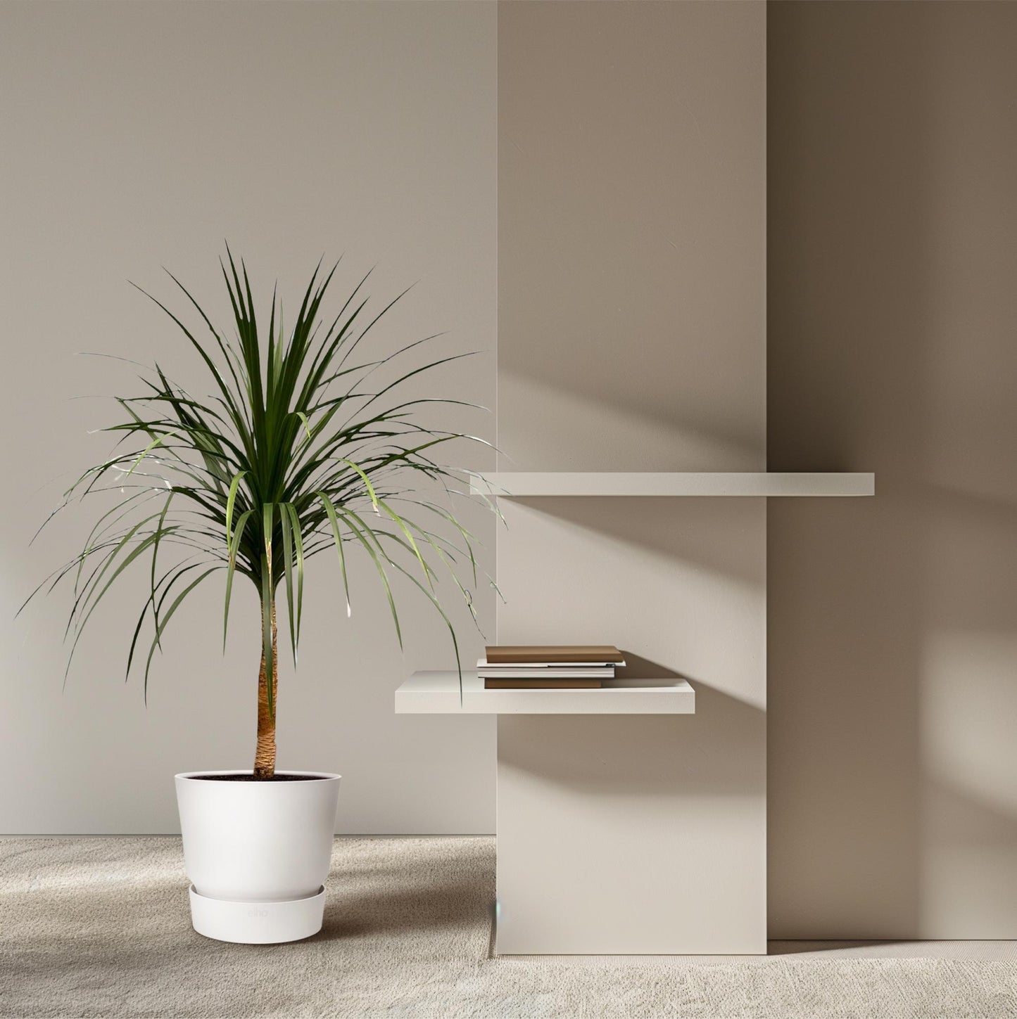 Dracaena Draco - 120cm - ø30 - Pflanzfix24
