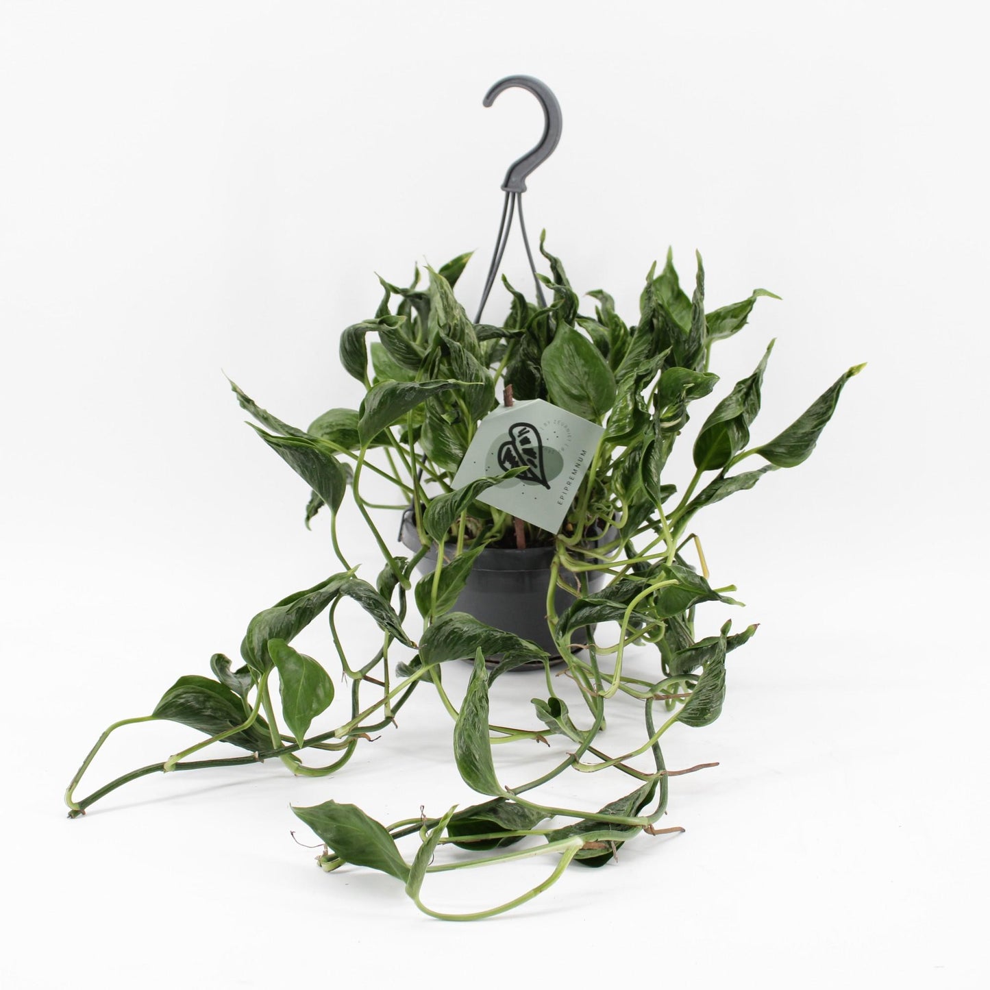 Epipremnum Pinnatum Aureum Shangri-La - Ø14cm - ↕45cm - Pflanzfix24