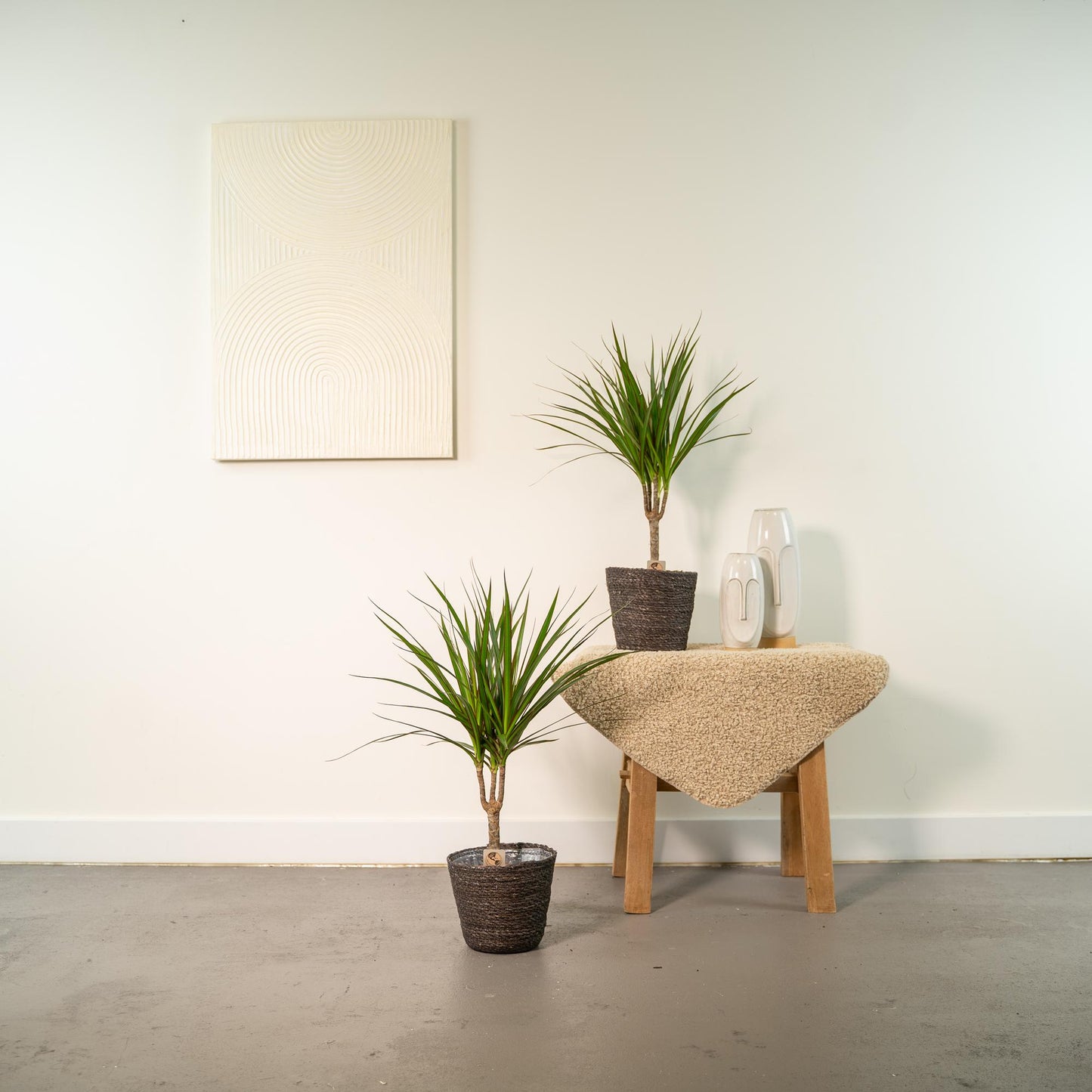 2x Dracaena - ↨60cm - Ø14cm - Pflanzfix24
