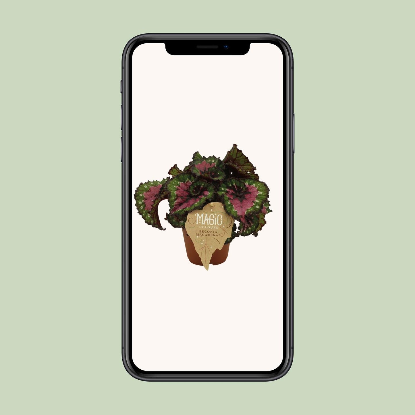 Begonia Rex Macarena - Ø12 ↕25 von Pflanzfix24