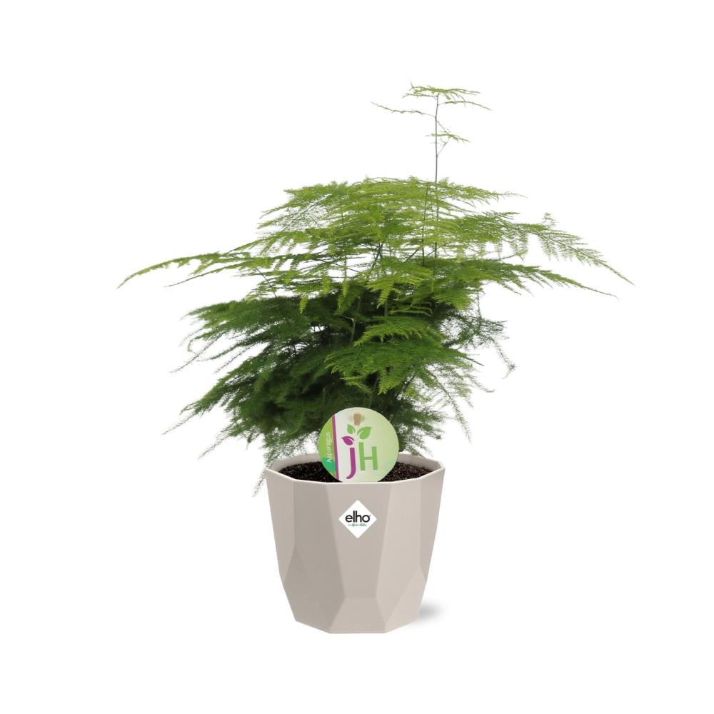 Asparagus ‘Plumosus’ in ELHO b.for rock 14 cm warm grey - Pflanzfix24