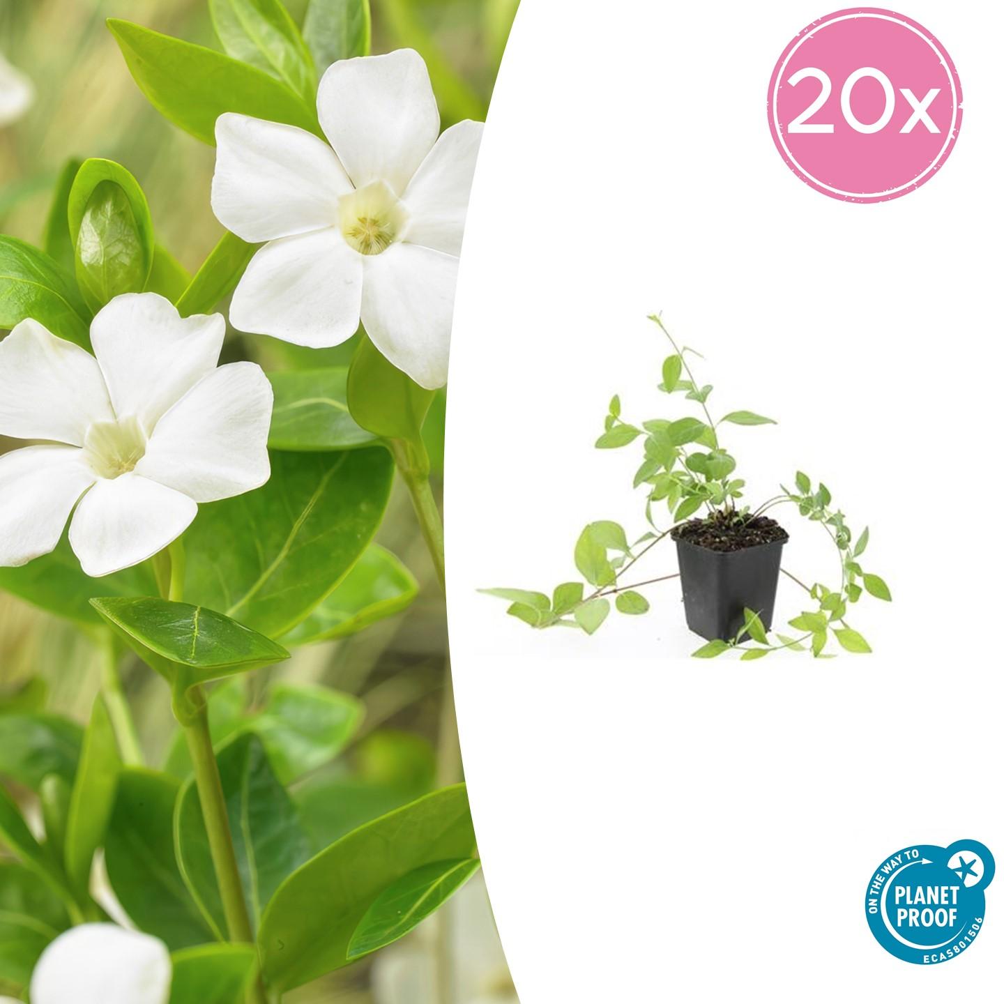20x Vinca major 'Alba' - pflanzfix24