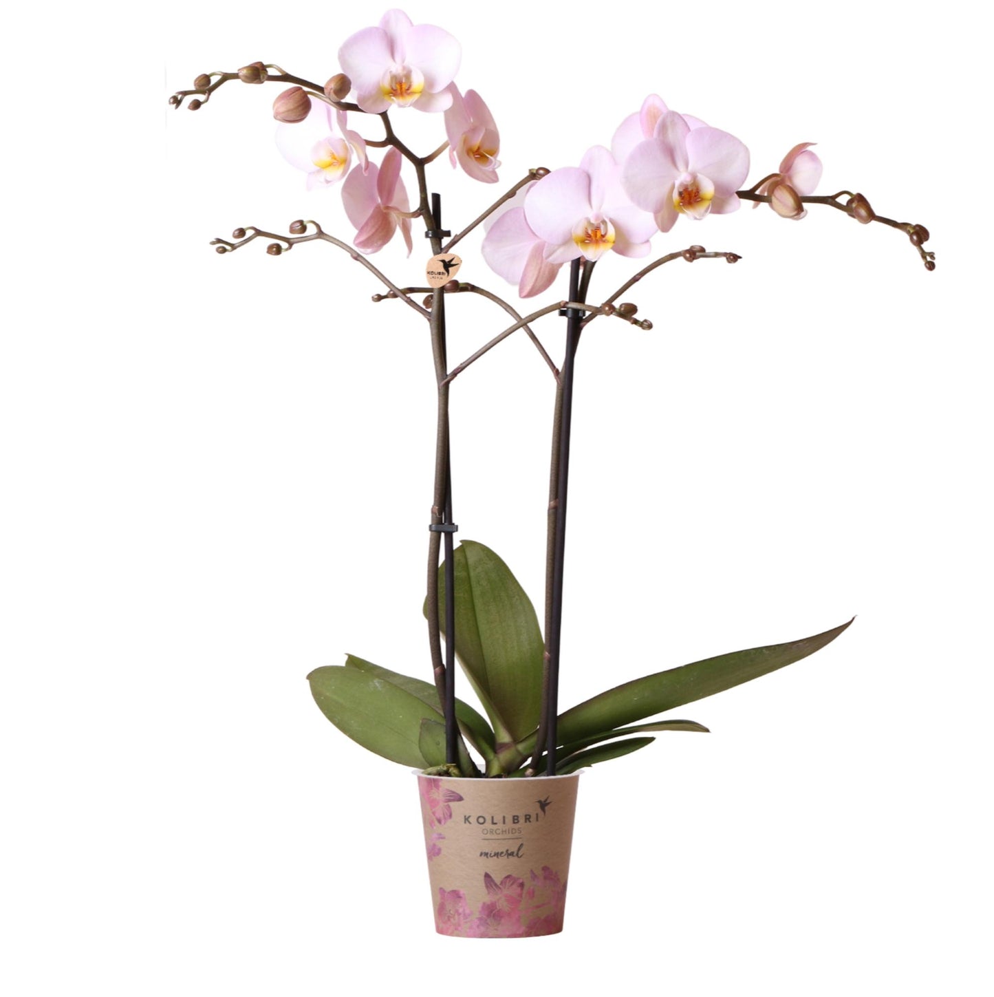 Phalaenopsis Orchidee Kikion | rosa Zimmerpflanze - Ø12cm Topf - Pflanzfix24