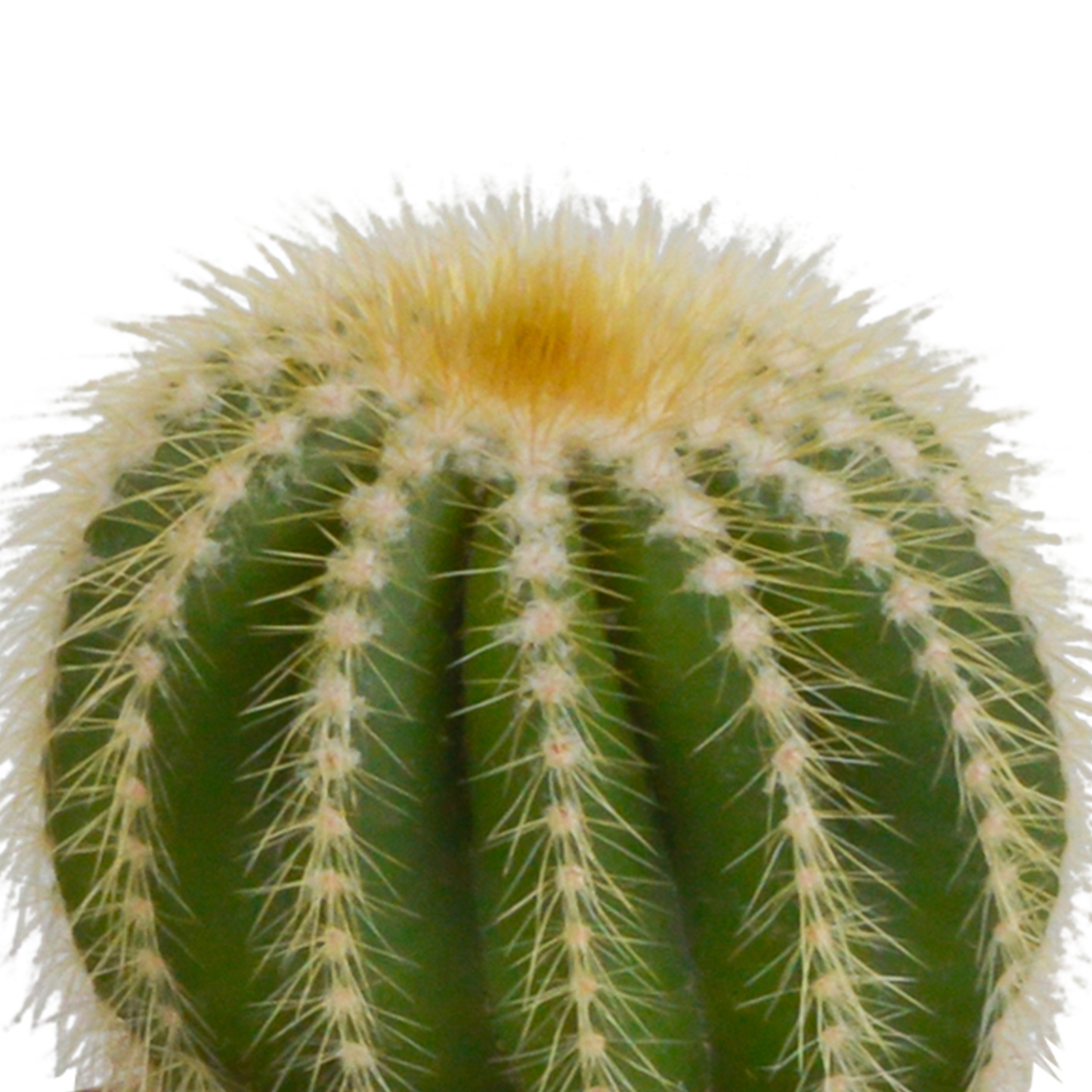 Kakteenmischung 8,5 cm - 3x - zonder pot - Pflanzfix24.de - Pflanzfix24.de