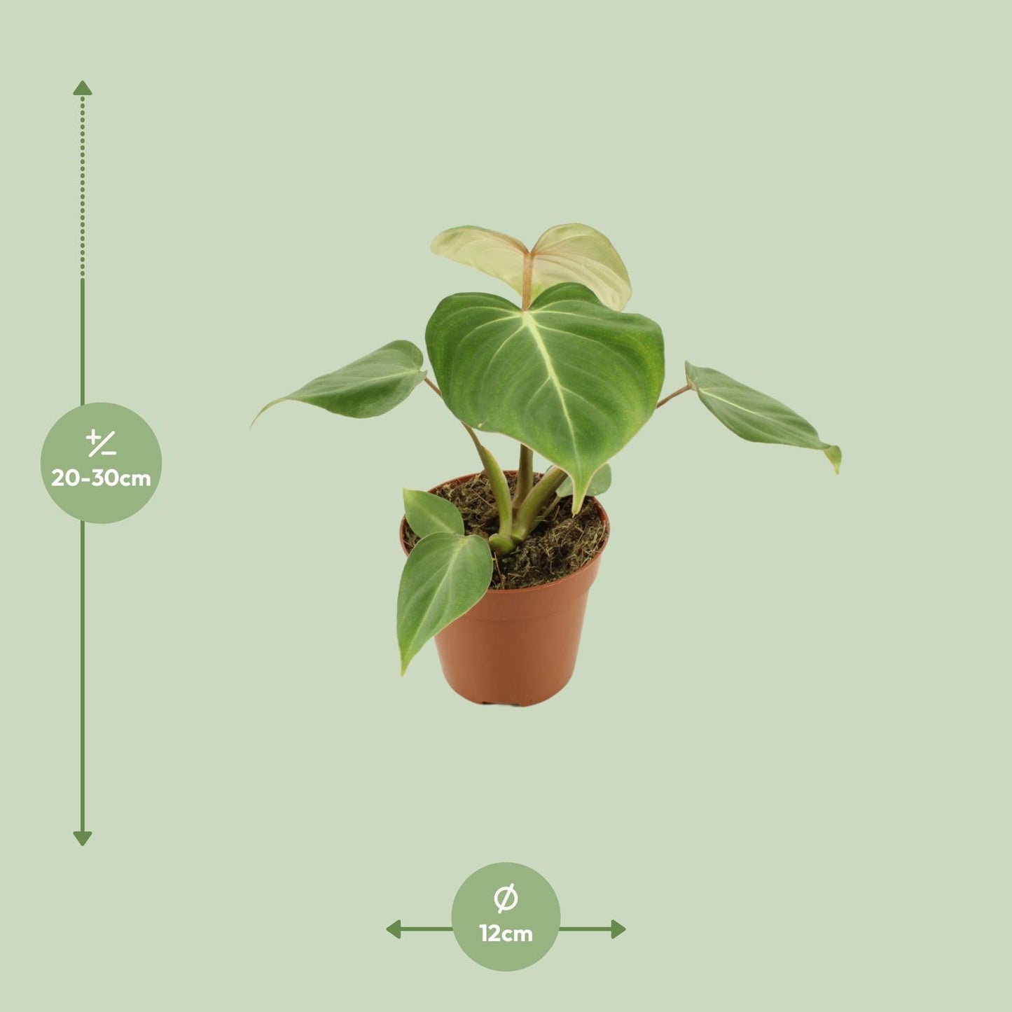 Philodendron Gloriosum - Ø12cm - ↕30cm - Pflanzfix24
