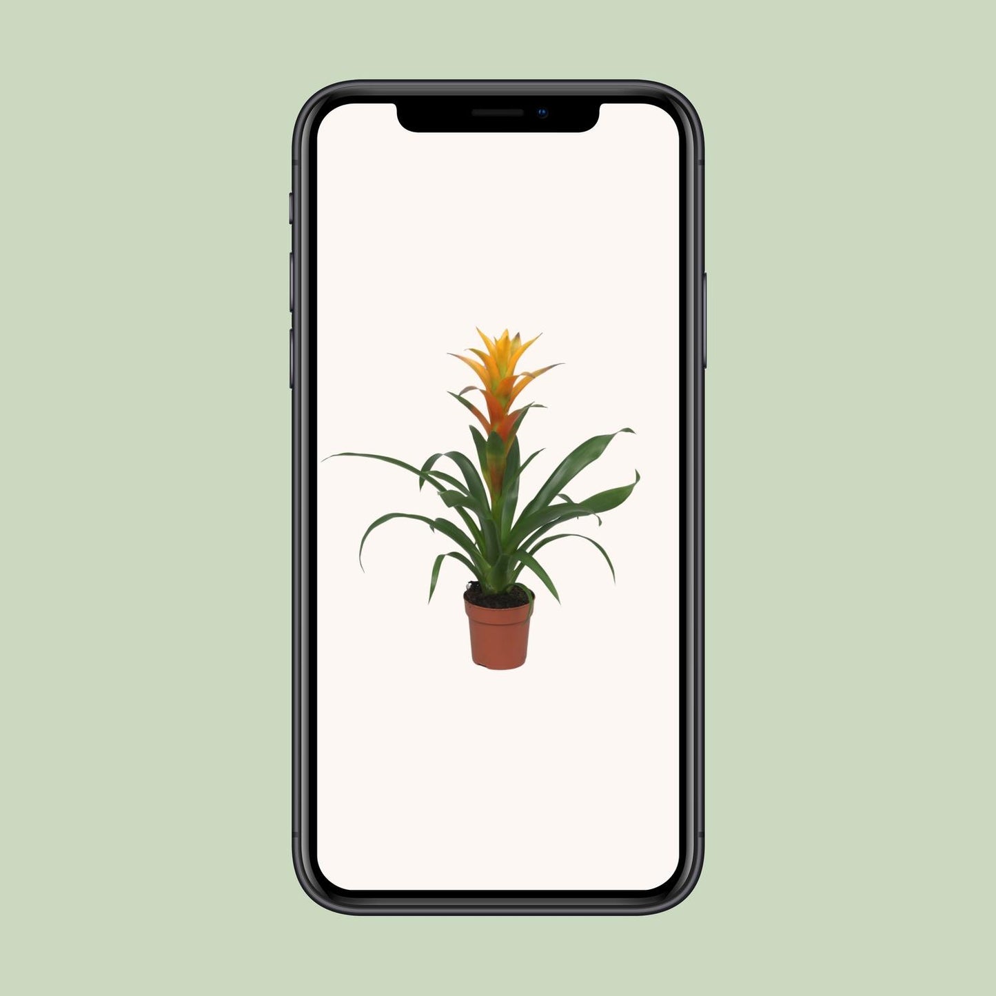 Guzmania Solara - Ø12cm - ↕50cm bei Pflanzfix24