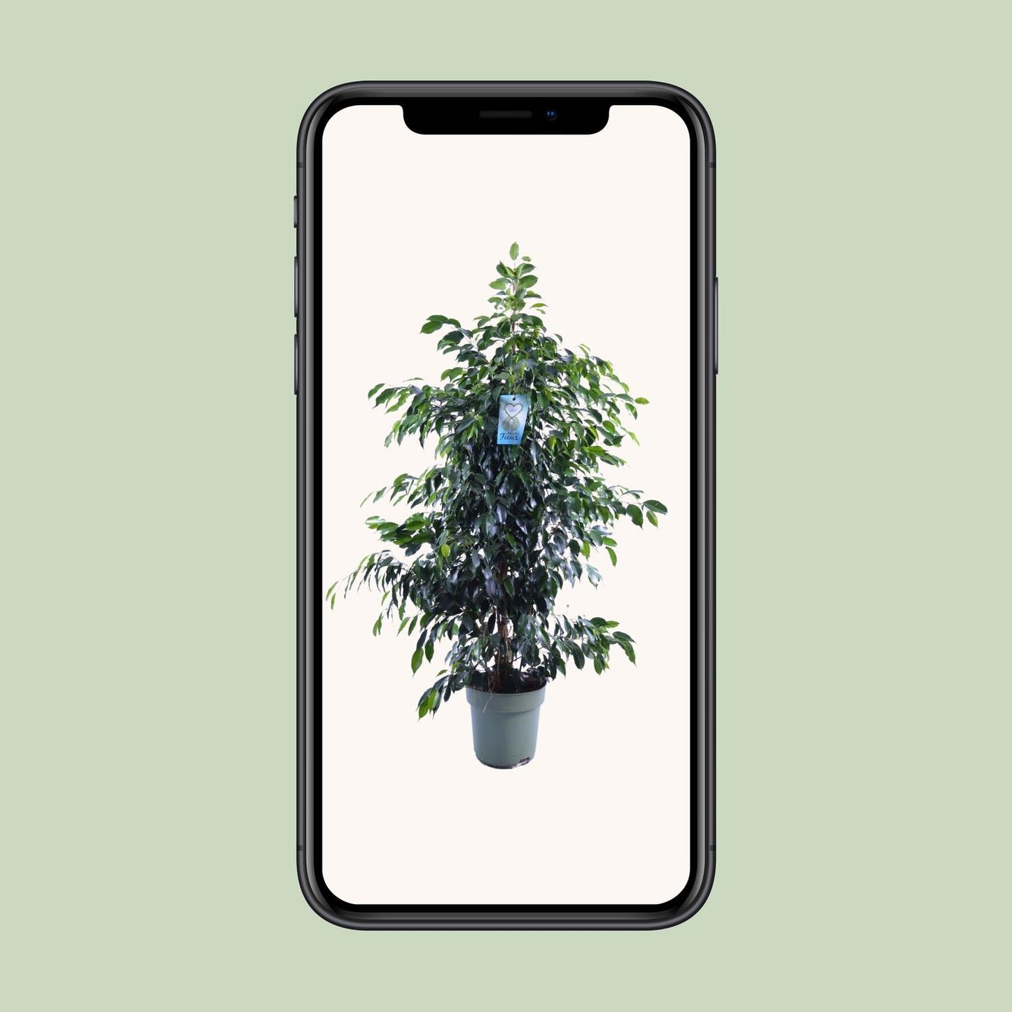 Ficus Benjamina Danielle - Ø27cm - ↕140cm - Pflanzfix24