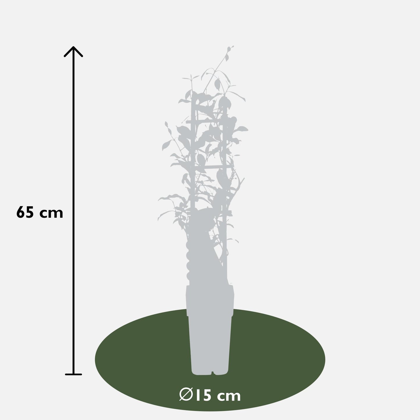 2x - Trachelospermum 'Star of Ibiza' - ↨65cm - Ø15 - Pflanzfix24