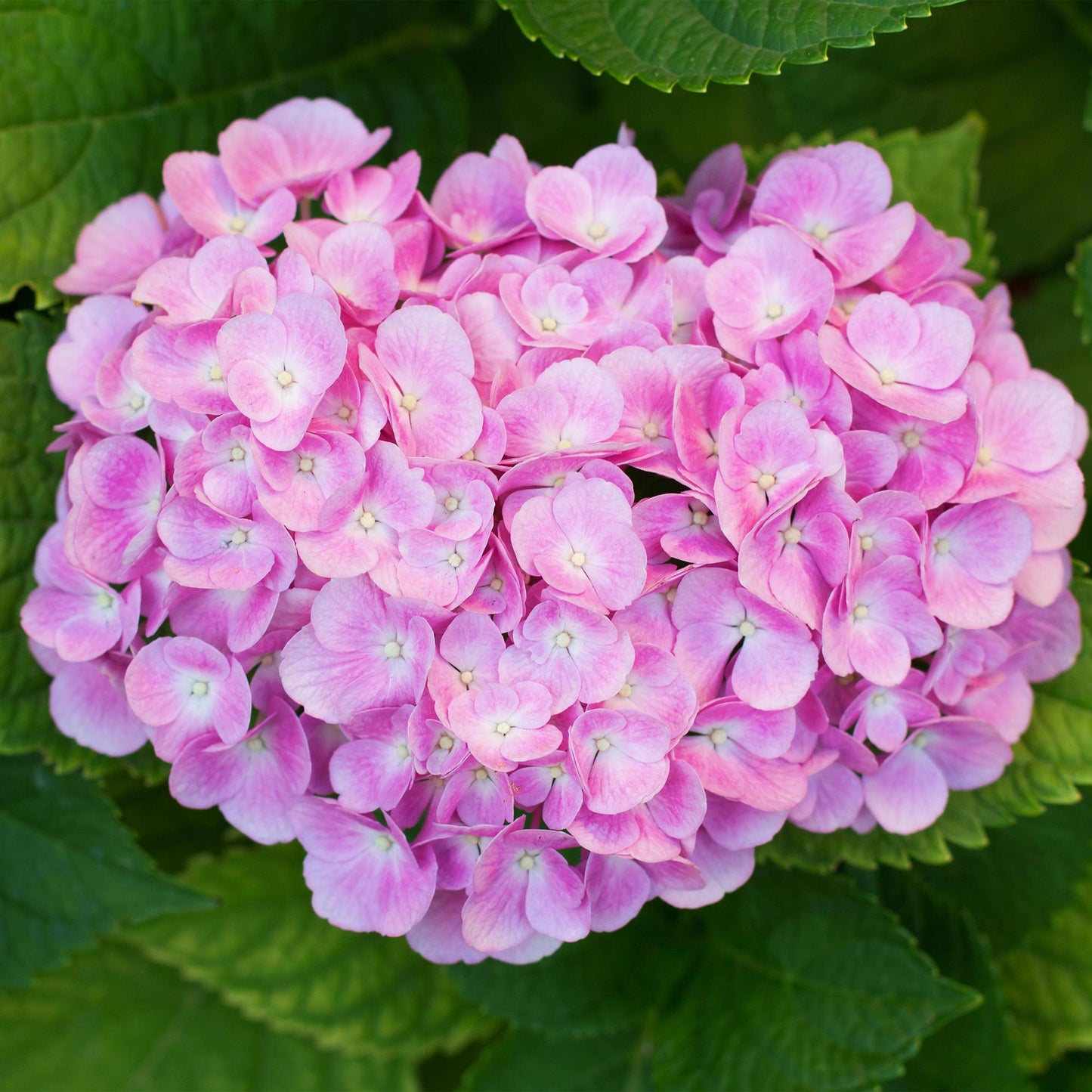 pflanzfix24 - Hortensie - Hydrangea macrophylla Rosa - Blume Rosa - 3 Pflanzen - 1 m2