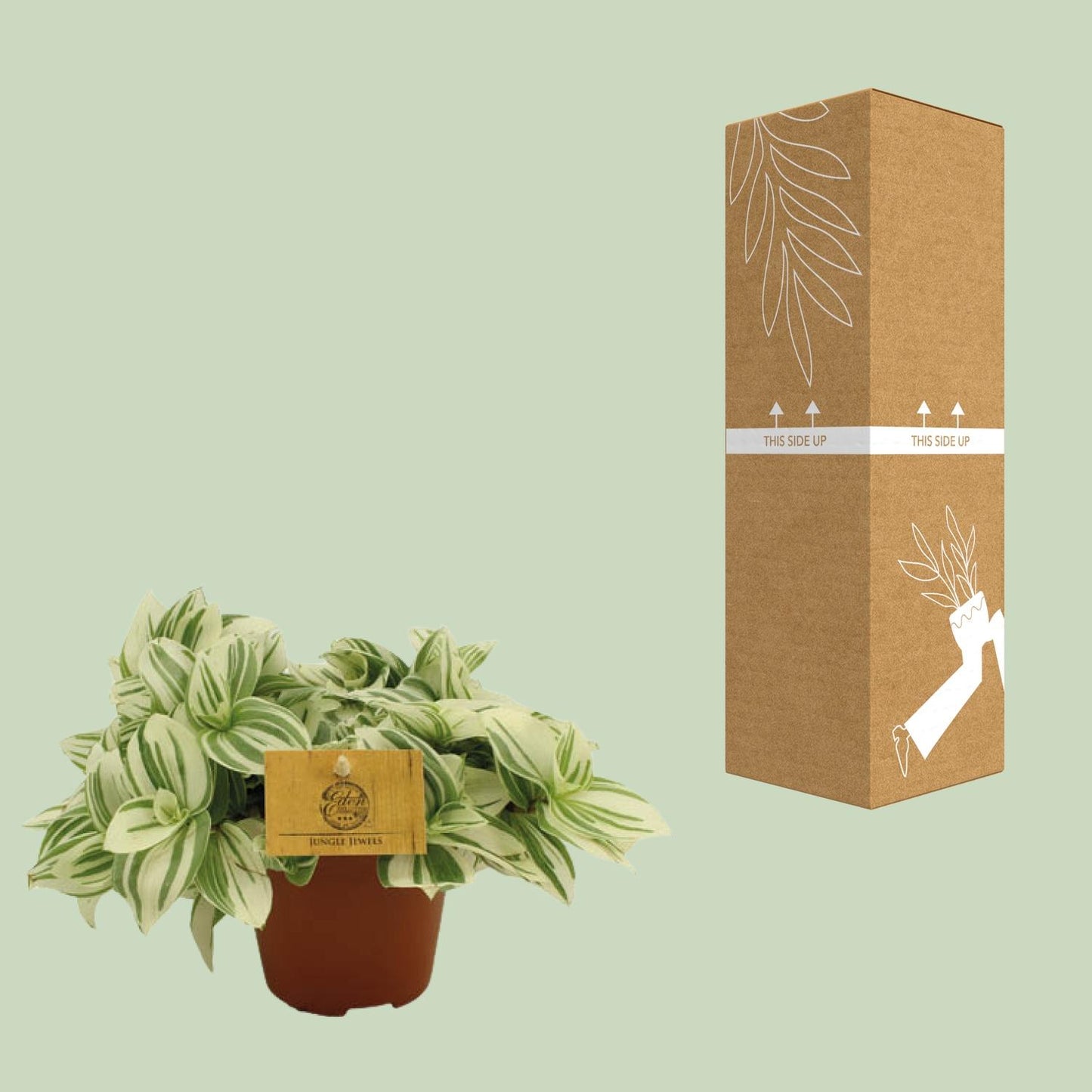 Tradescantia Brightness - Ø12 ↕20 bei Pflanzfix24.de - Pflanzfix24.de
