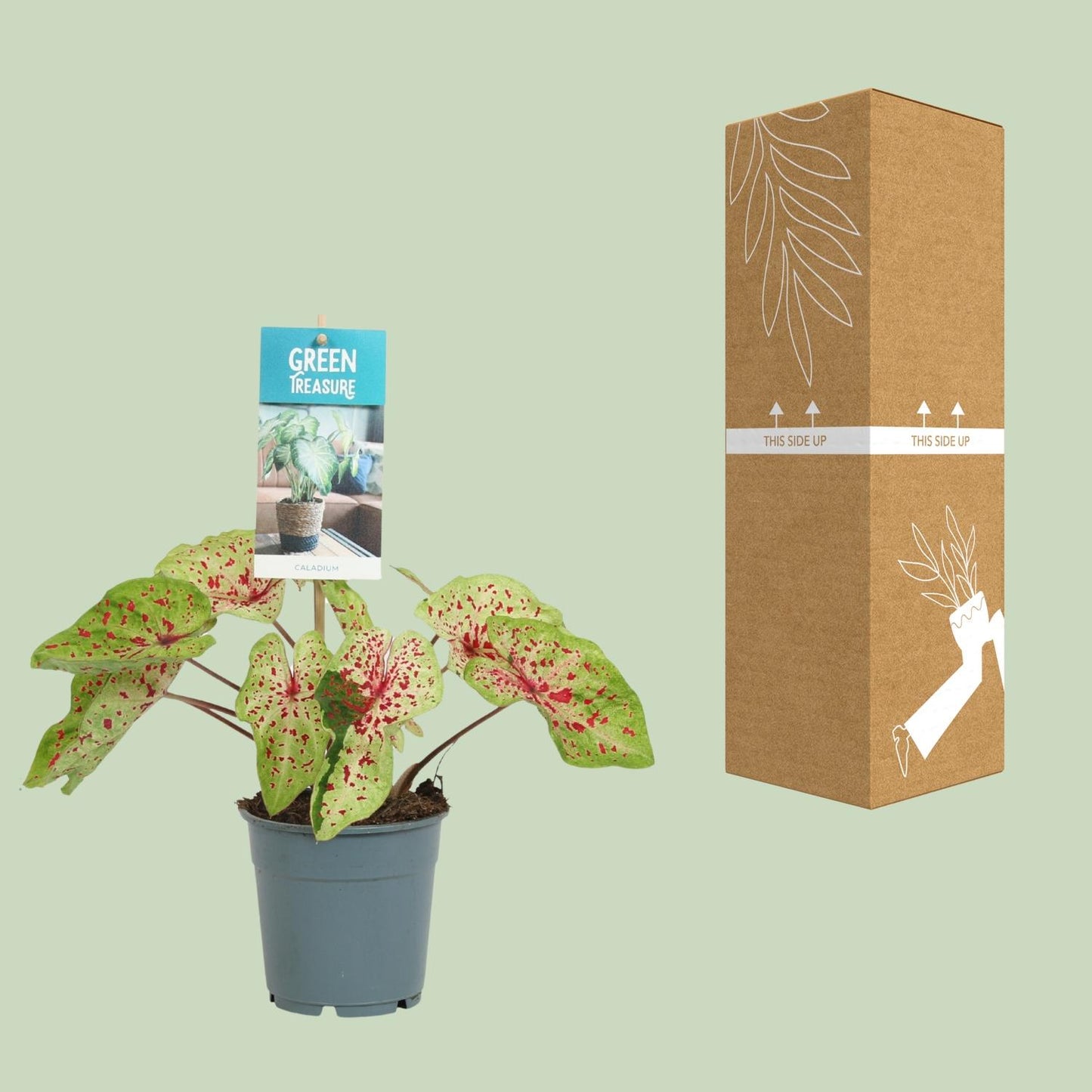 Caladium Miss Muffet - Ø12cm - ↕25cm - Pflanzfix24