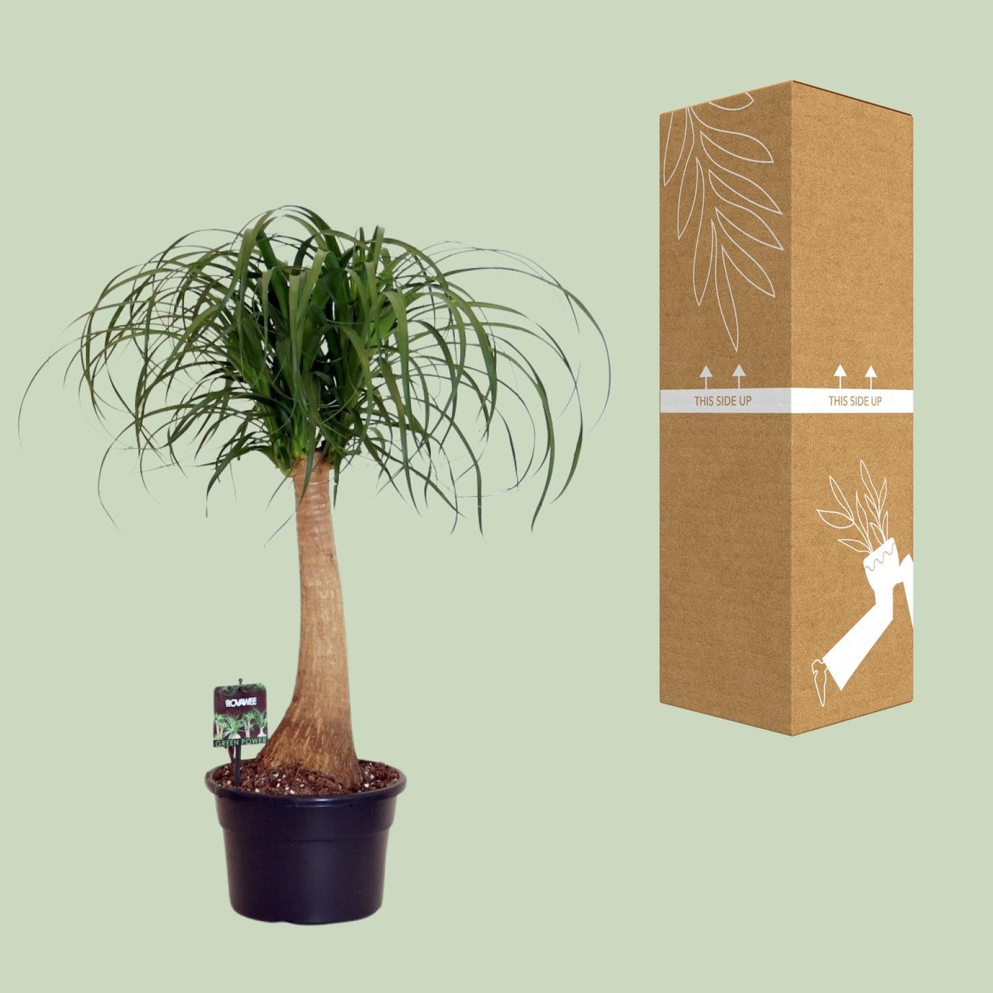 Beaucarnea Nolina - Ø23cm - ↕80cm von Pflanzfix24