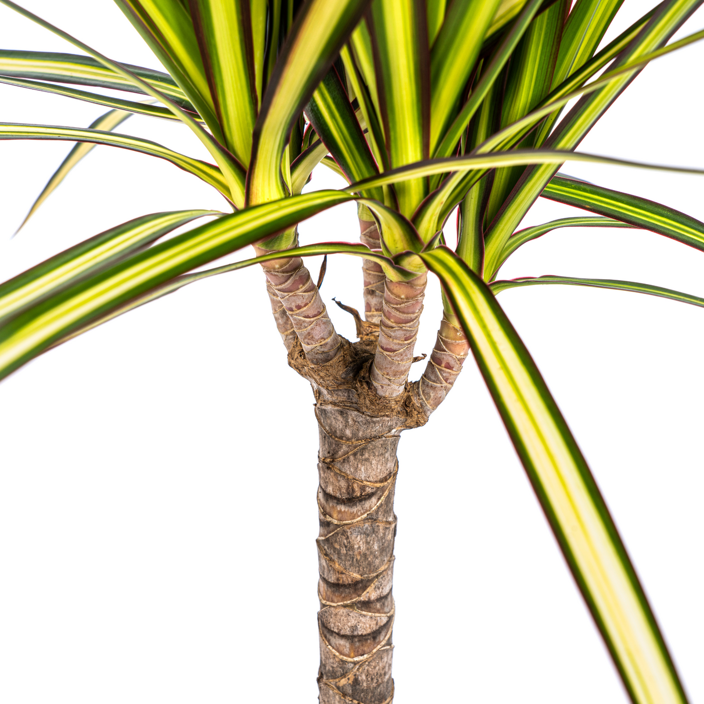 Dracaena Marginata Sunray Ø17cm - Pflanzfix24.de - Pflanzfix24.de