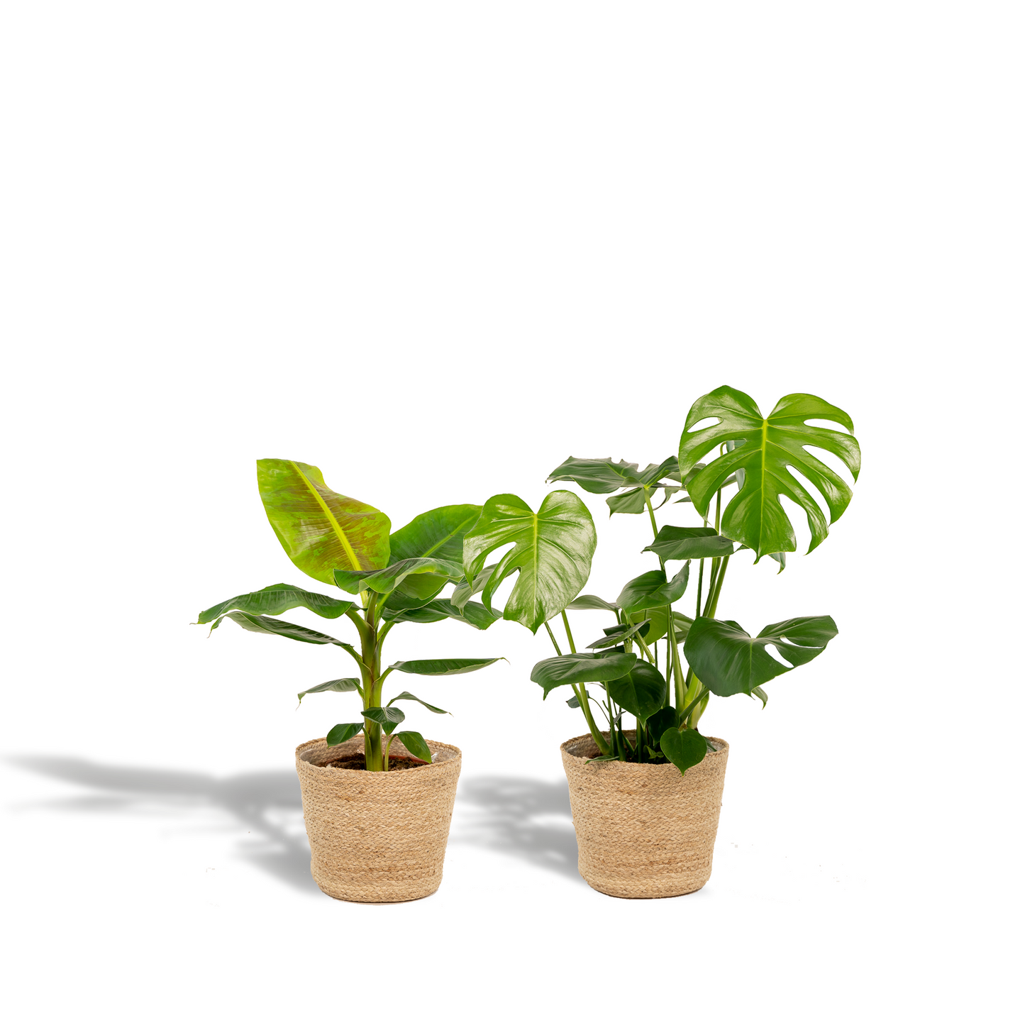 Monstera Deliciosa & Musa Dwarf Cavendish Set mit Korb - Pflanzfix24