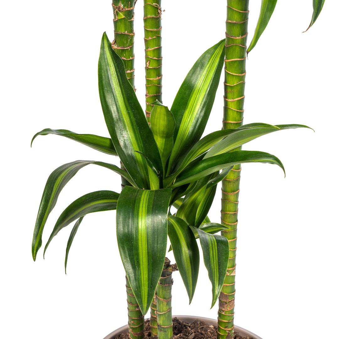 Dracaena Deremensis Hawaiian Sunshine Ø27cm – 170-190cm | Pflanzfix24