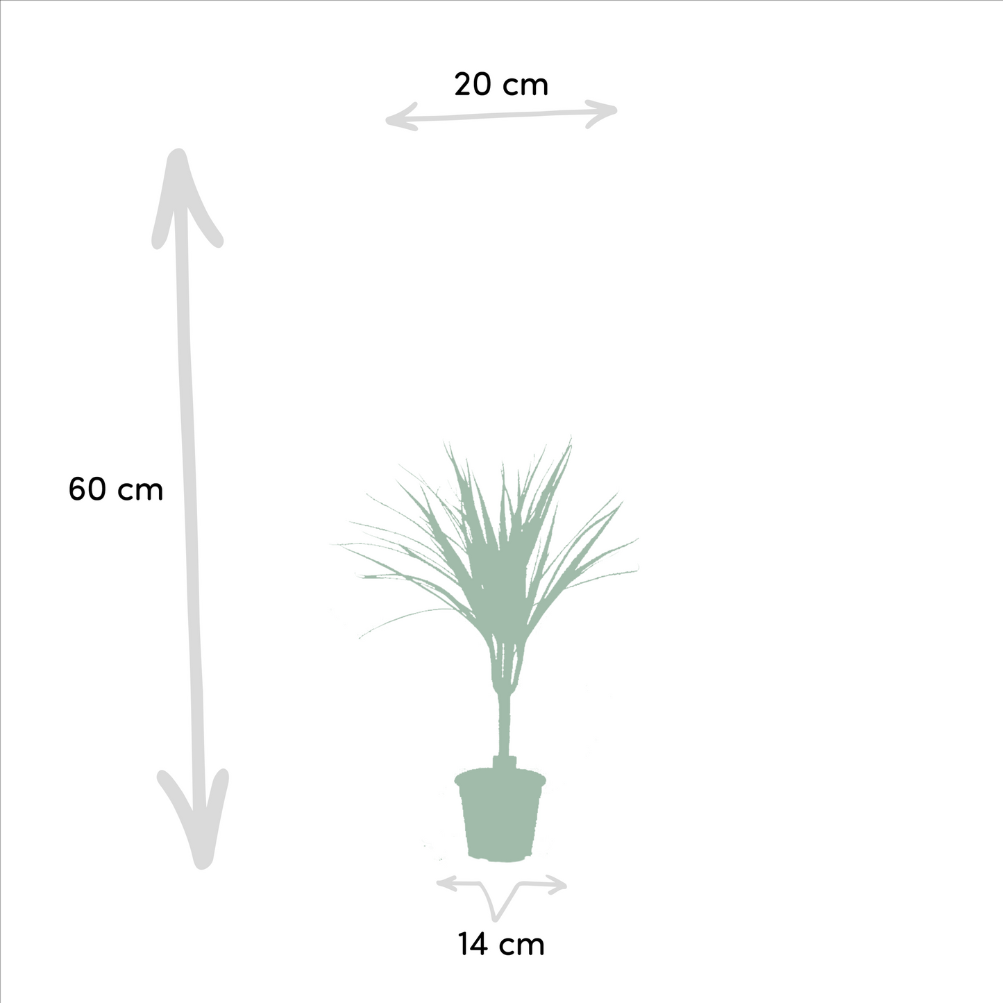 2x Dracaena - ↨60cm - Ø14cm - Pflanzfix24