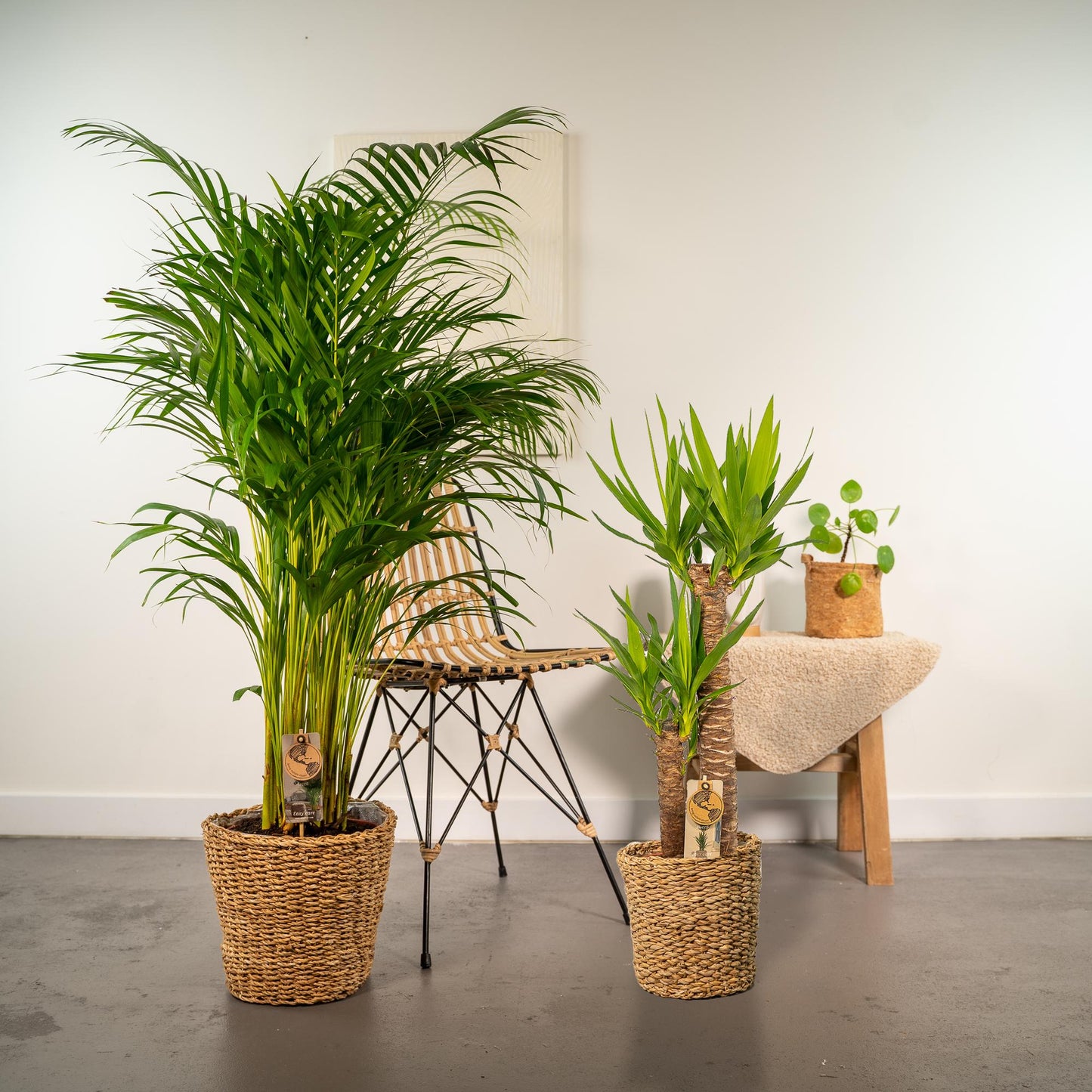 Areca & Yucca Zimmerpflanzen Set - 130cm & 100cm - Pflanzfix24