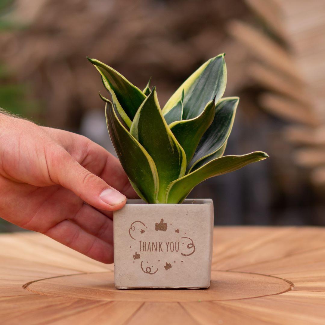 Congreet plantpots + Sansevieria | Thank you - Pflanzfix24.de - Pflanzfix24.de