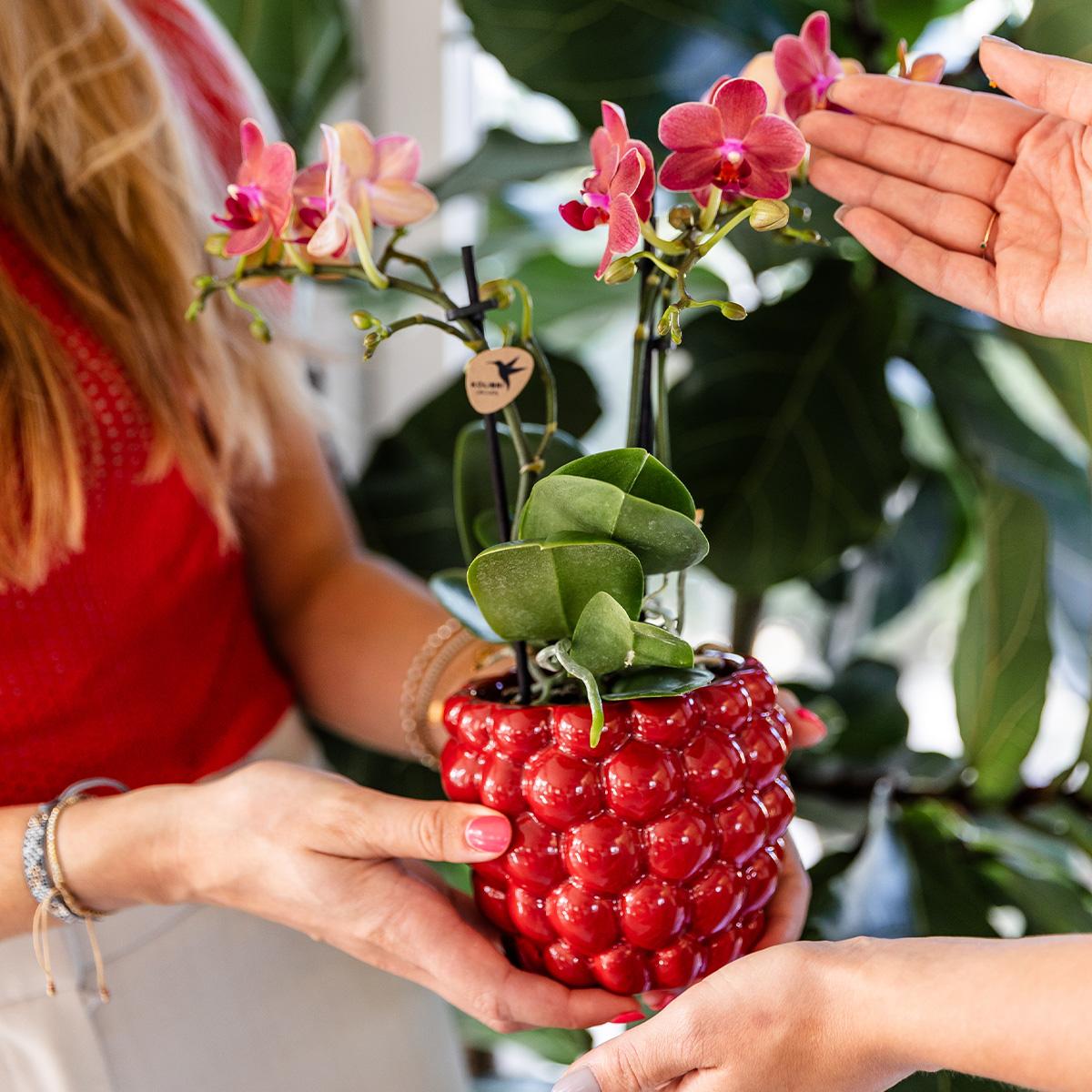 Berry Blumentopf Rot Ø9cm – Dekorativer Keramiktopf mit Beerenstruktur | Pflanzfix24.de - Pflanzfix24.de